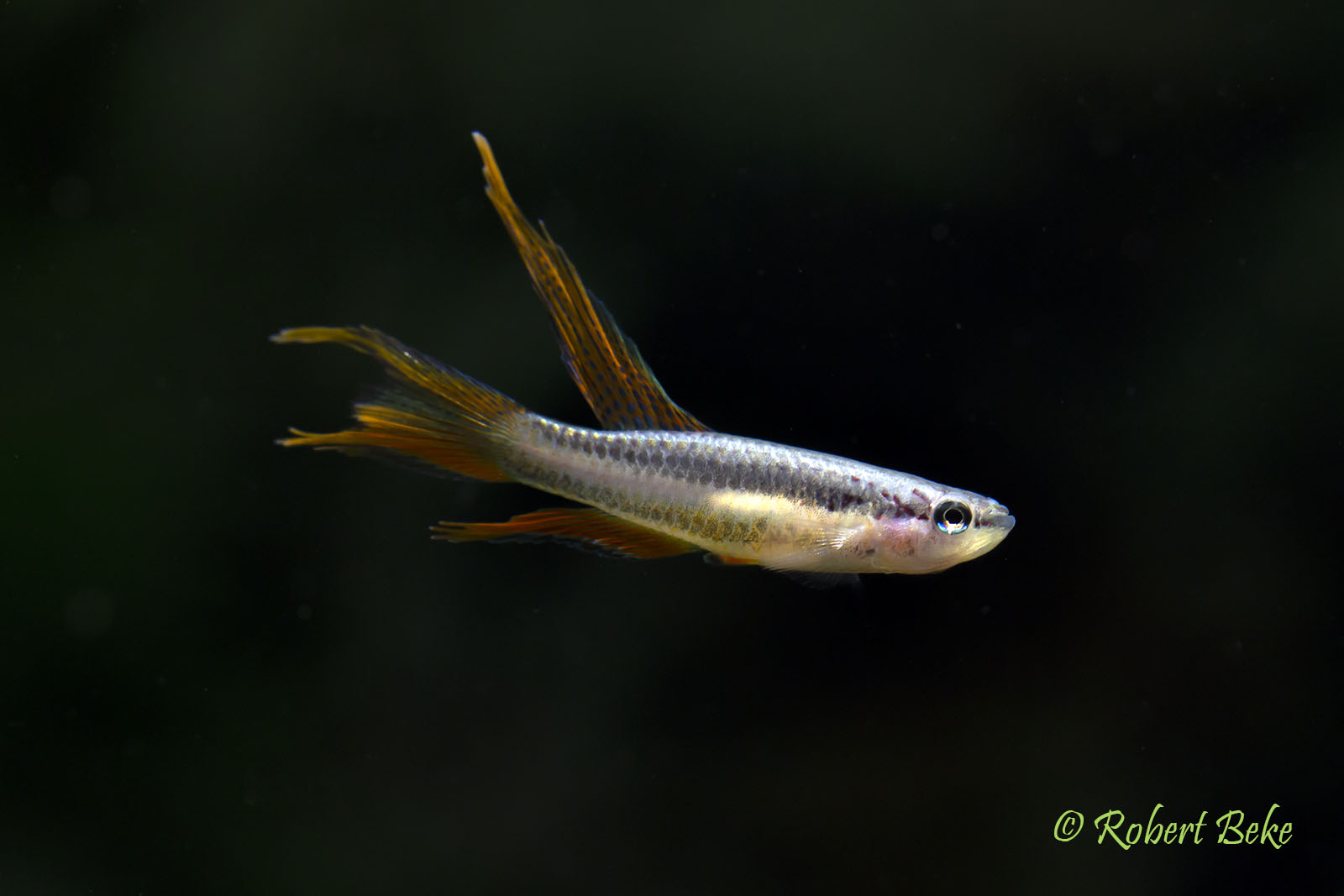 Aphyosemion bivittatum - Two Stripe Killifish