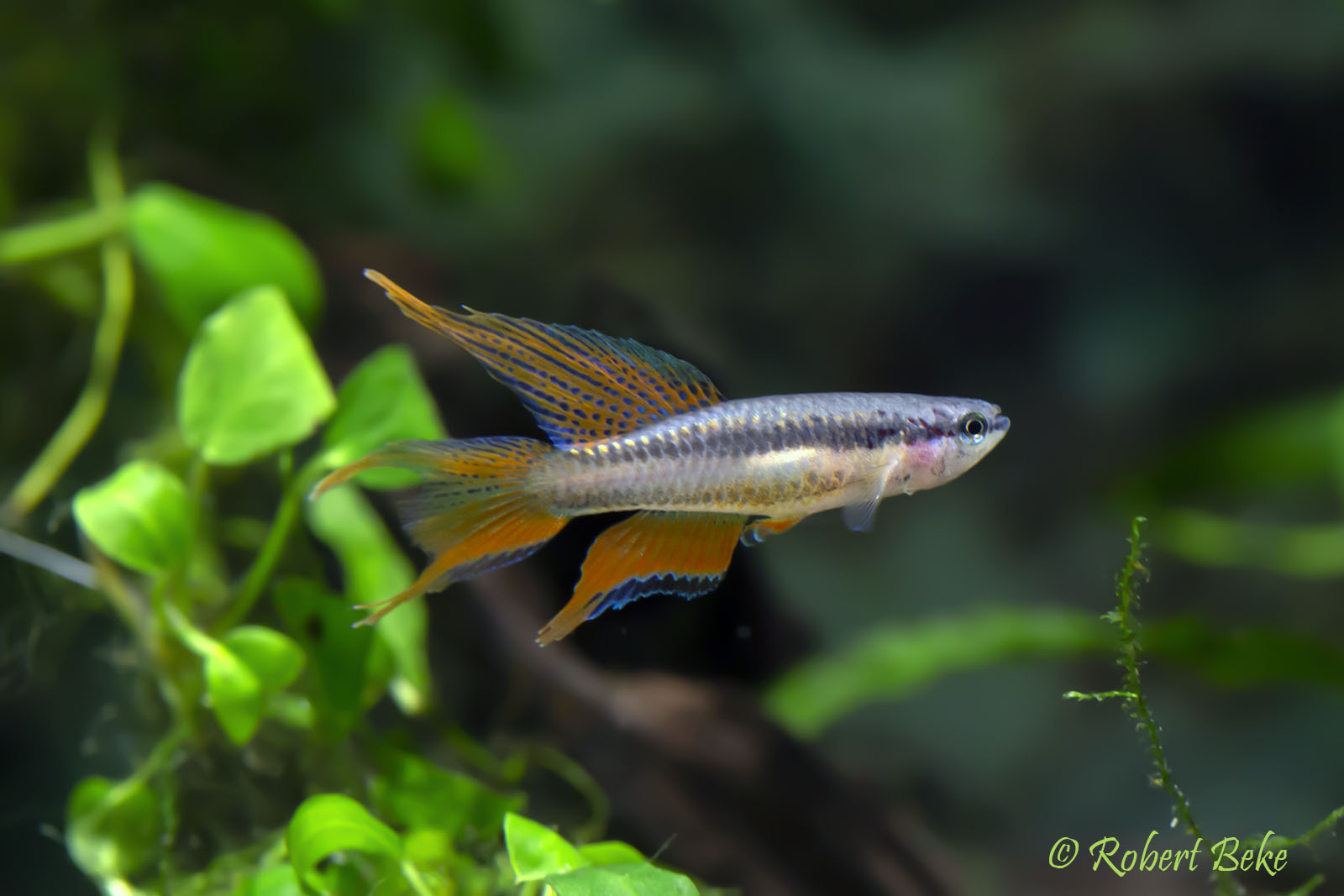 Aphyosemion bivittatum - Two Stripe Killifish