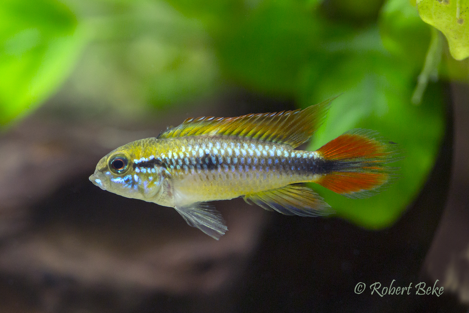 Apistogramma agassizii