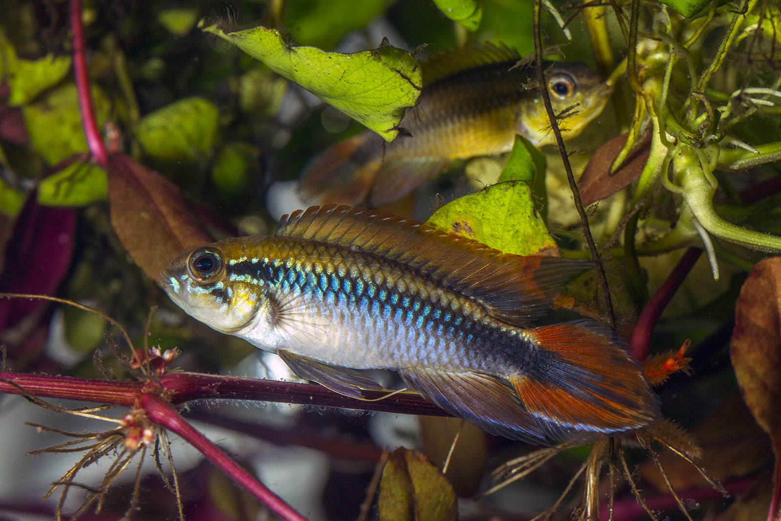 Apistogramma agassizii