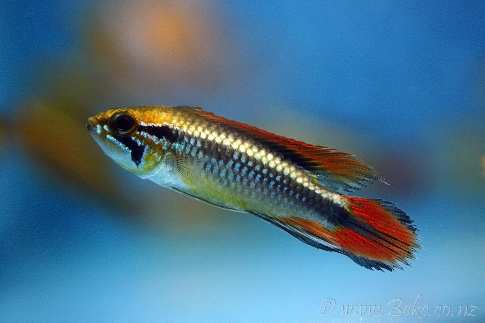 Apistogramma agassizii