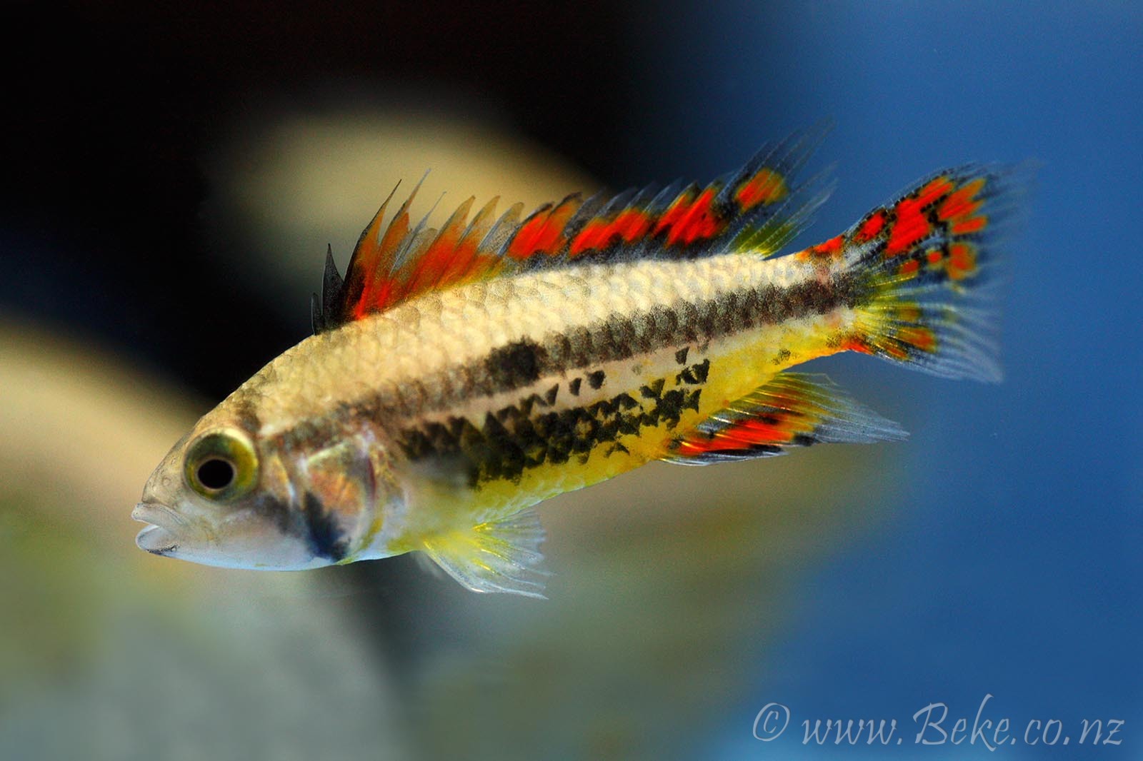 Apistogramma cacatuoides