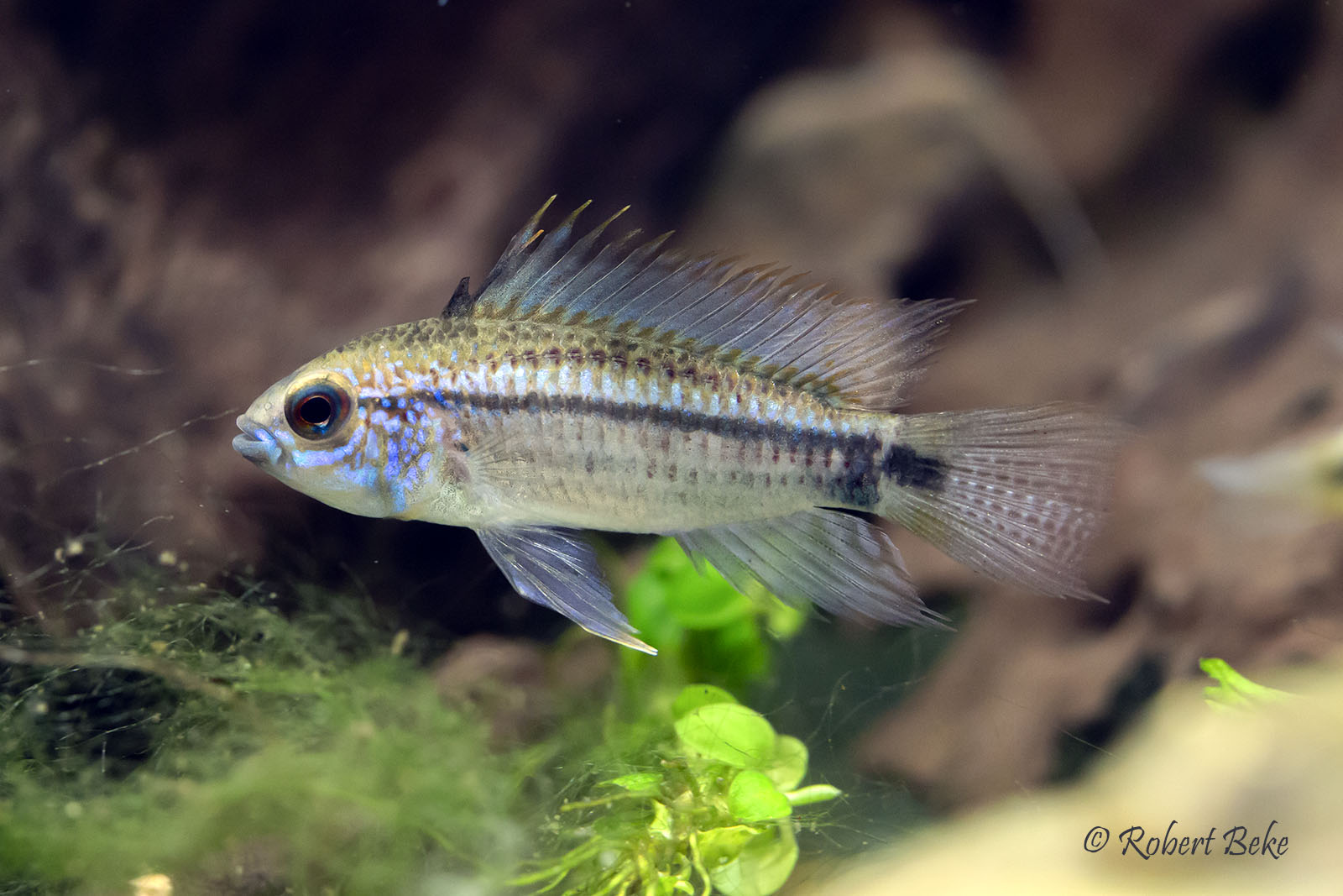 Apistogramma eremnopyge