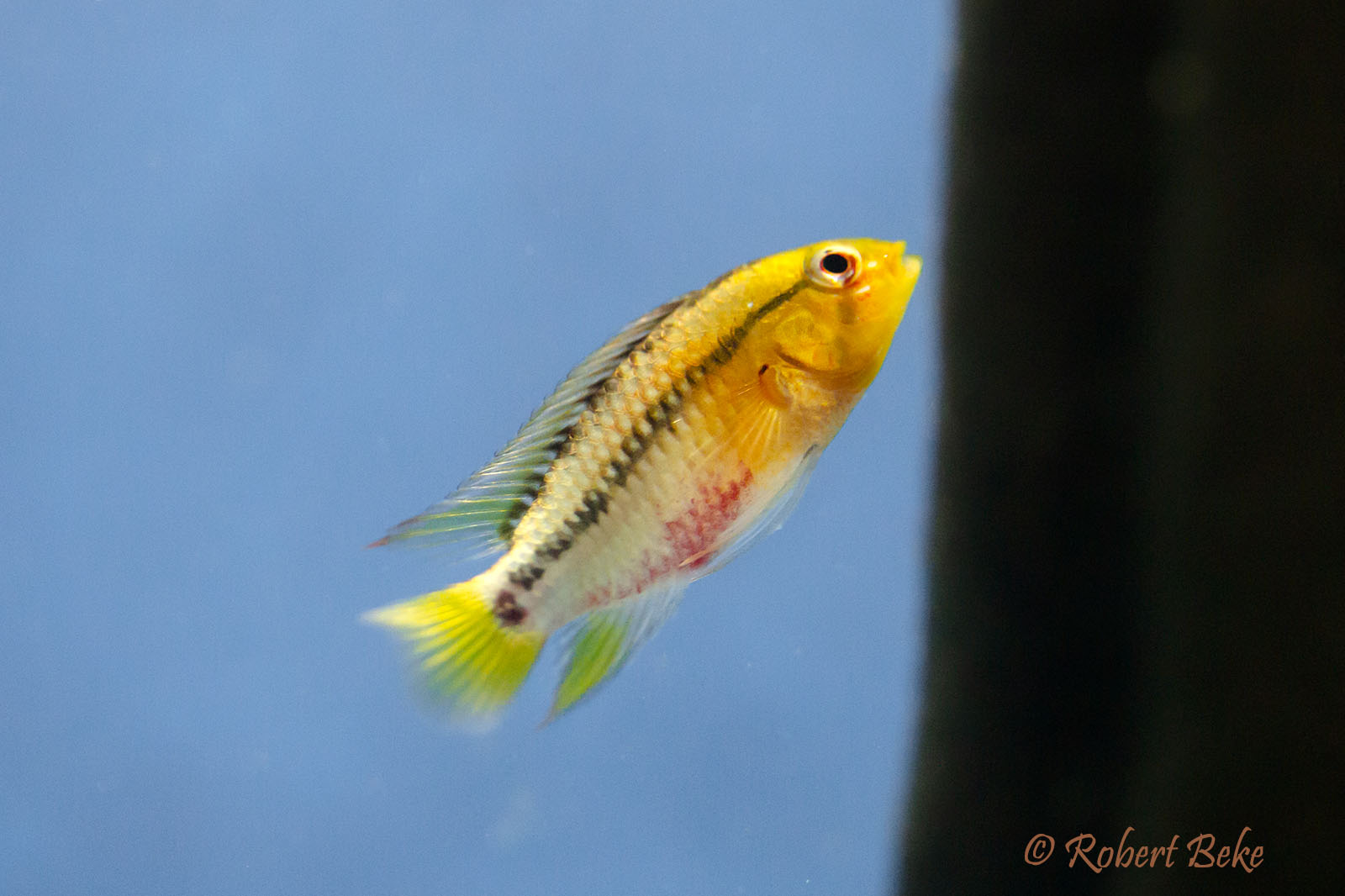 Apistogramma hongsloi