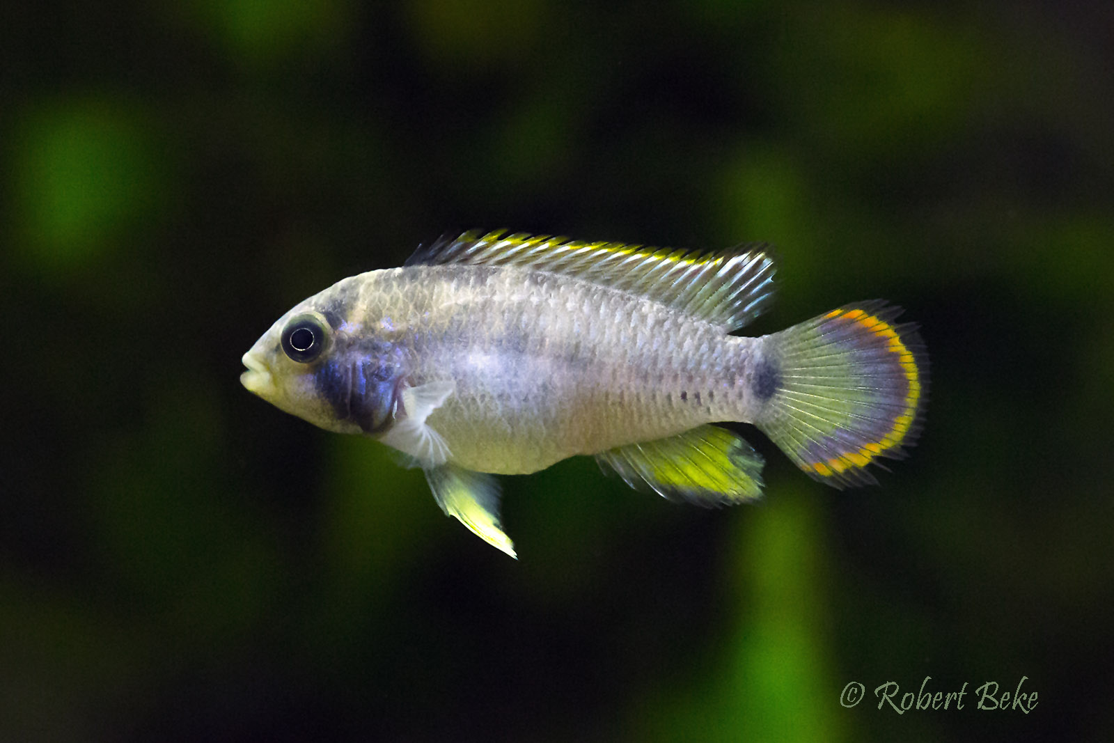 Apistogramma nijsseni