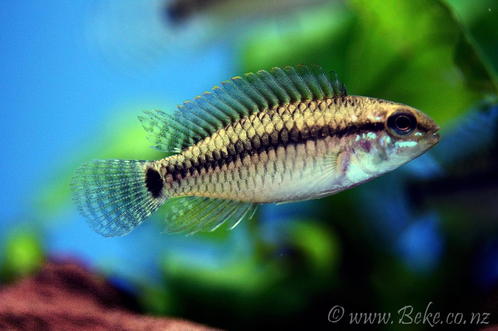 Apistogramma pertensis