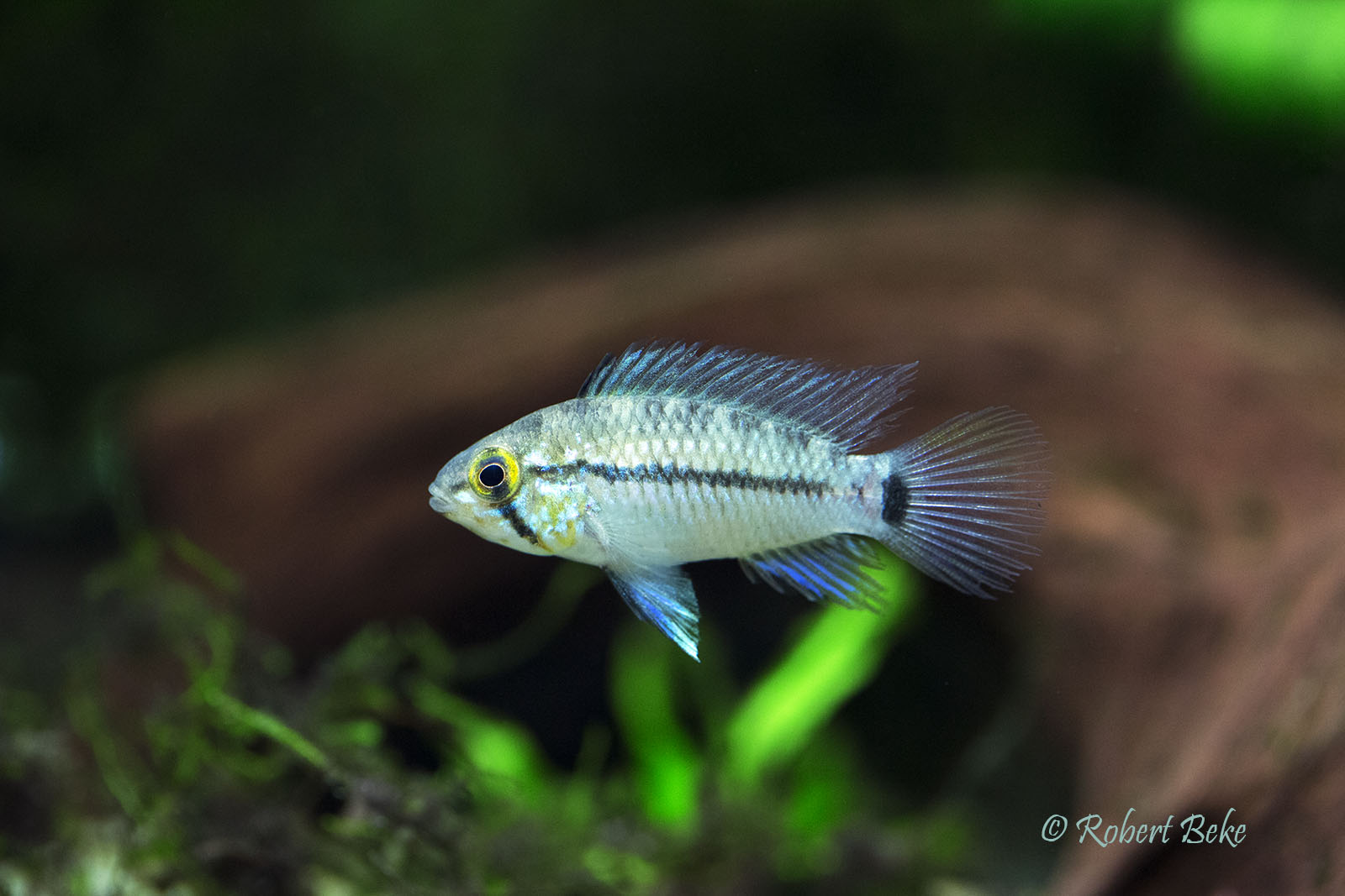 Apistogramma sp.