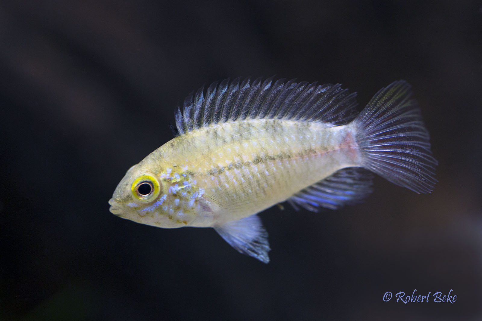 Apistogramma sp.