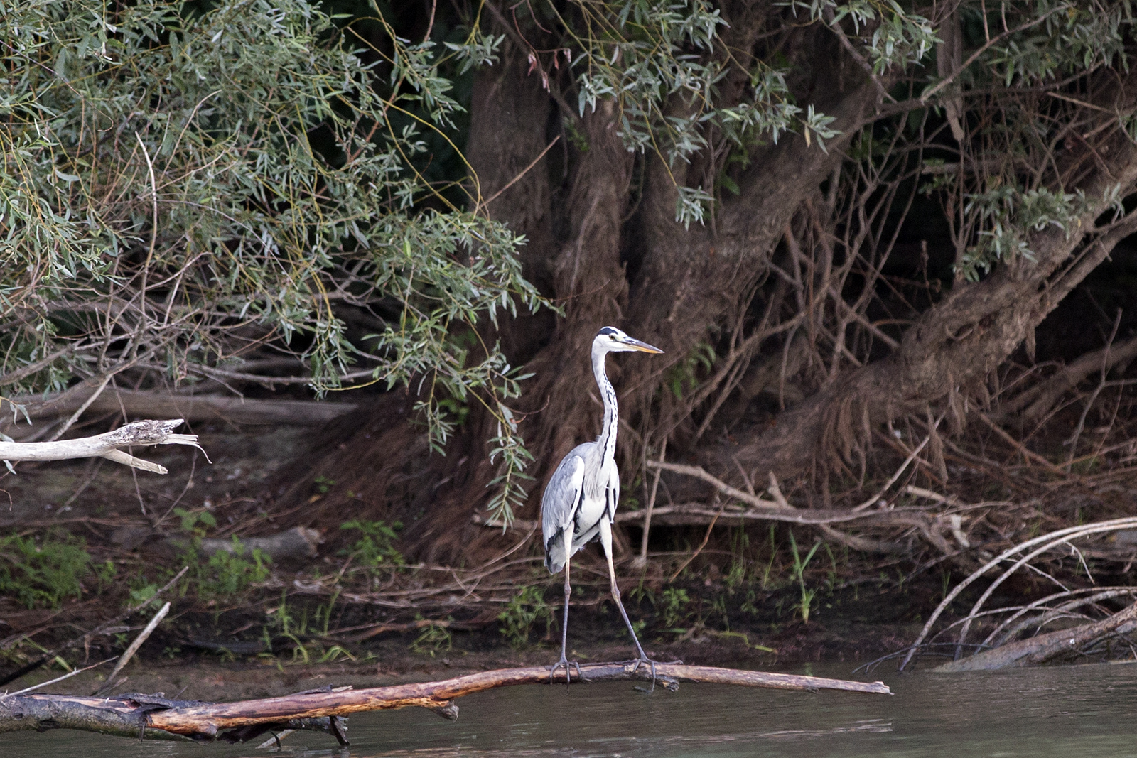 Ardea cinerea - Siva caplja