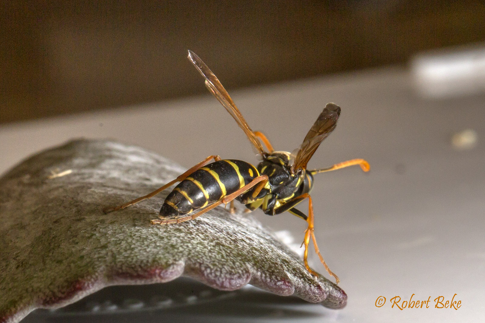 Asian Paper wasp