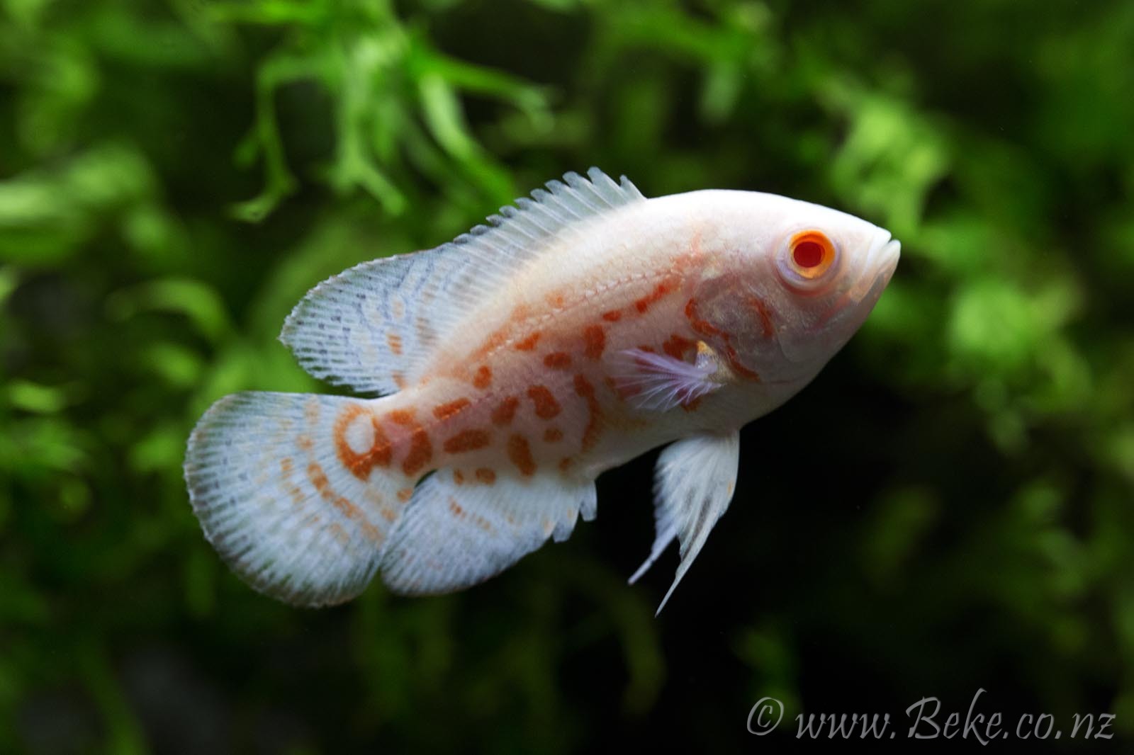 Astronotus ocellatus