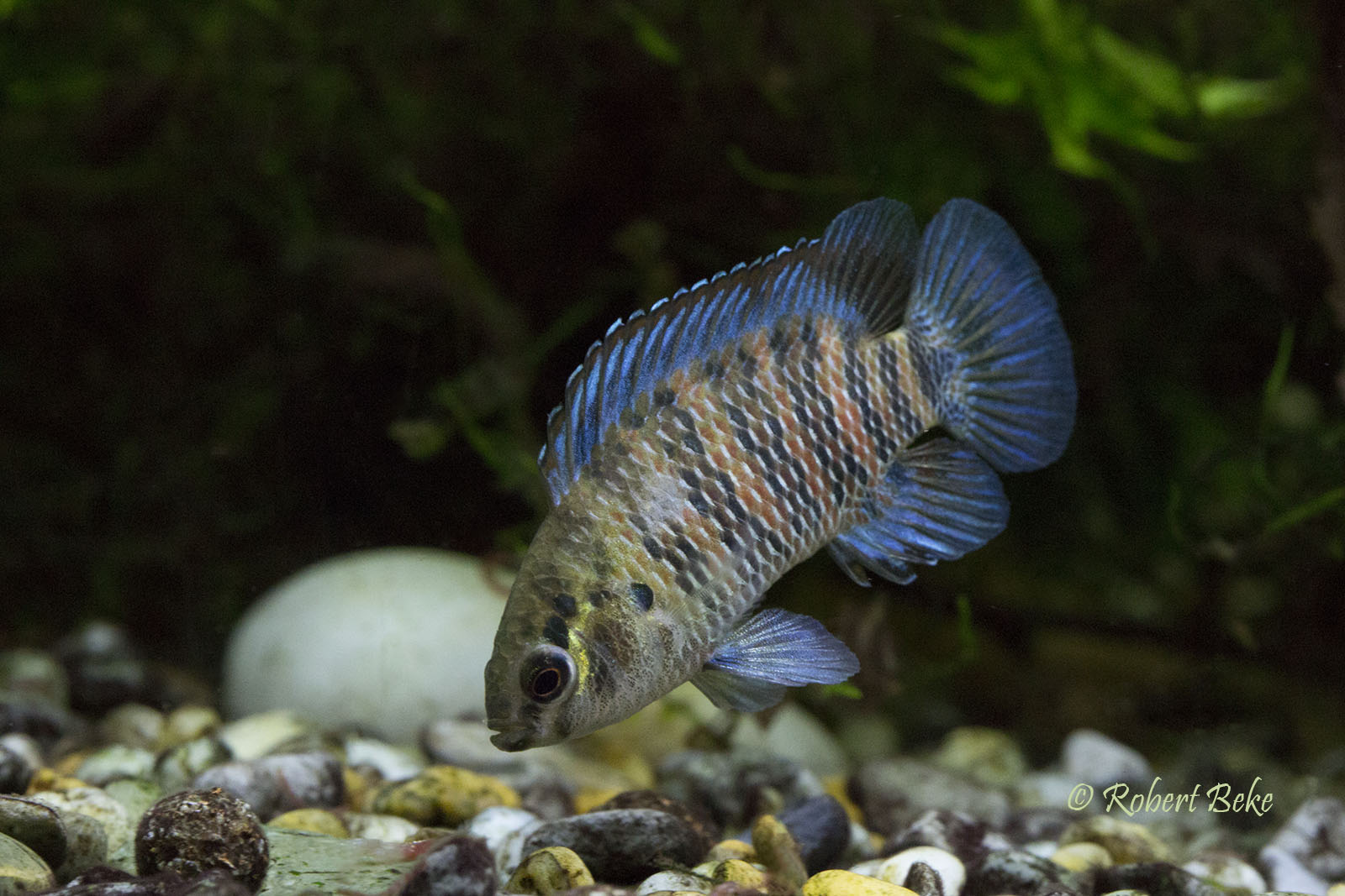 Badis ruber