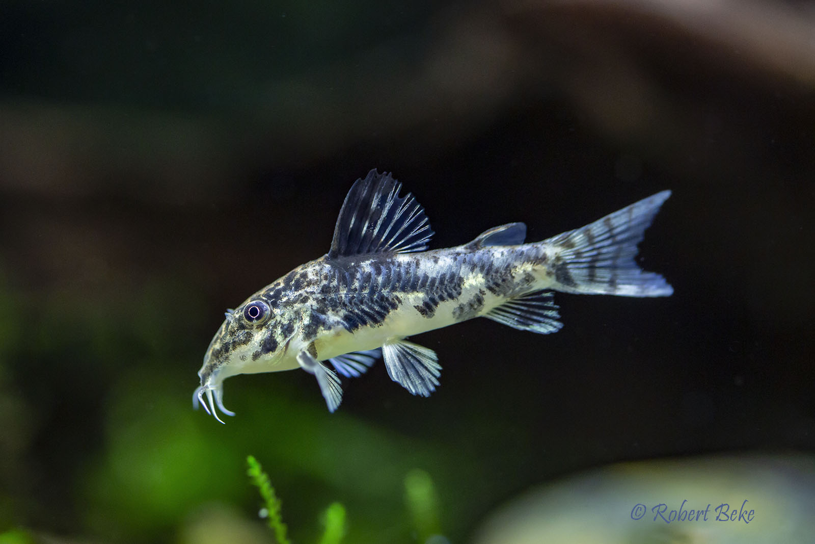 Banded corydoras