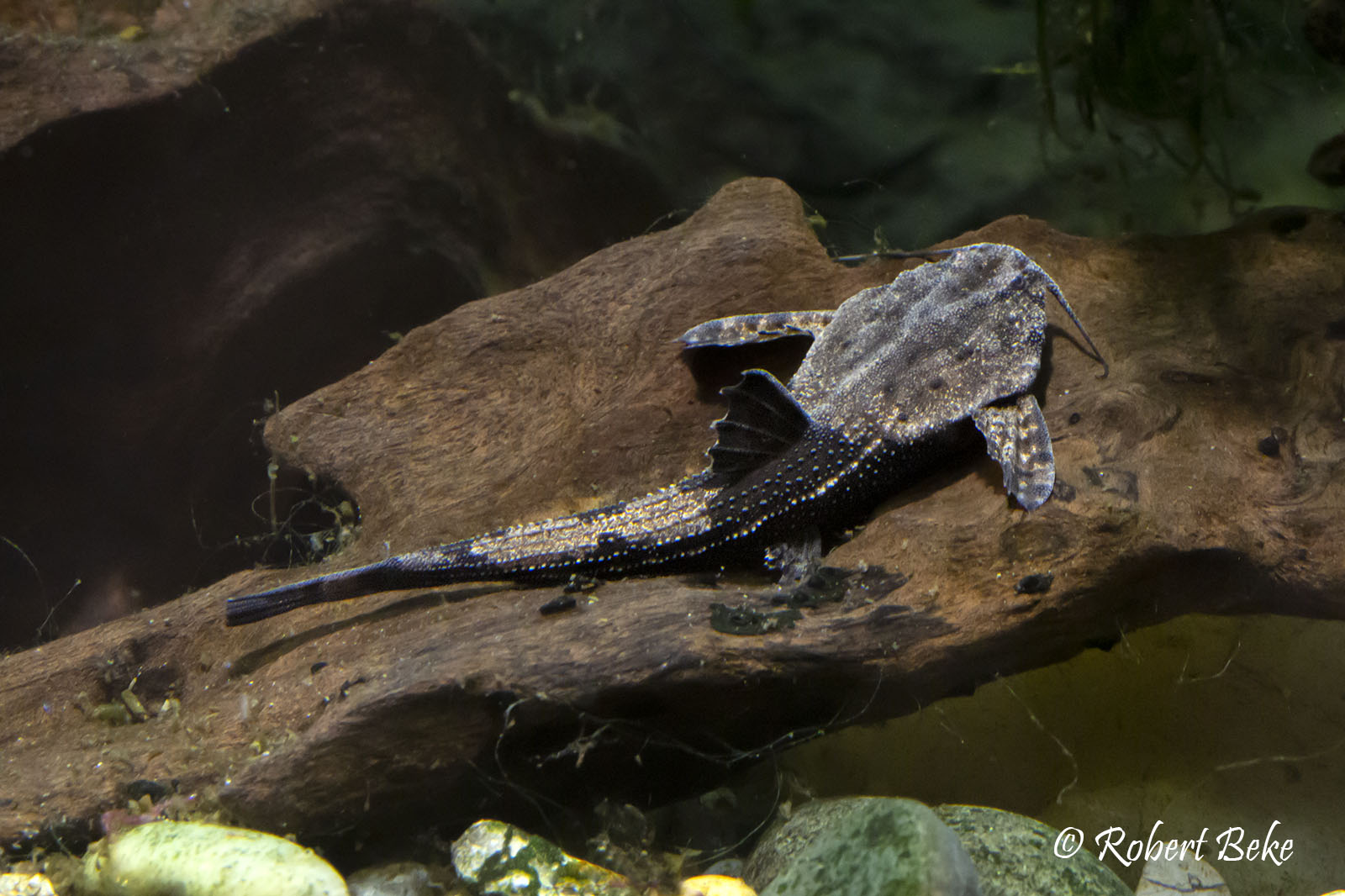 Banjo Catfish - Bunocephalus coracoideus