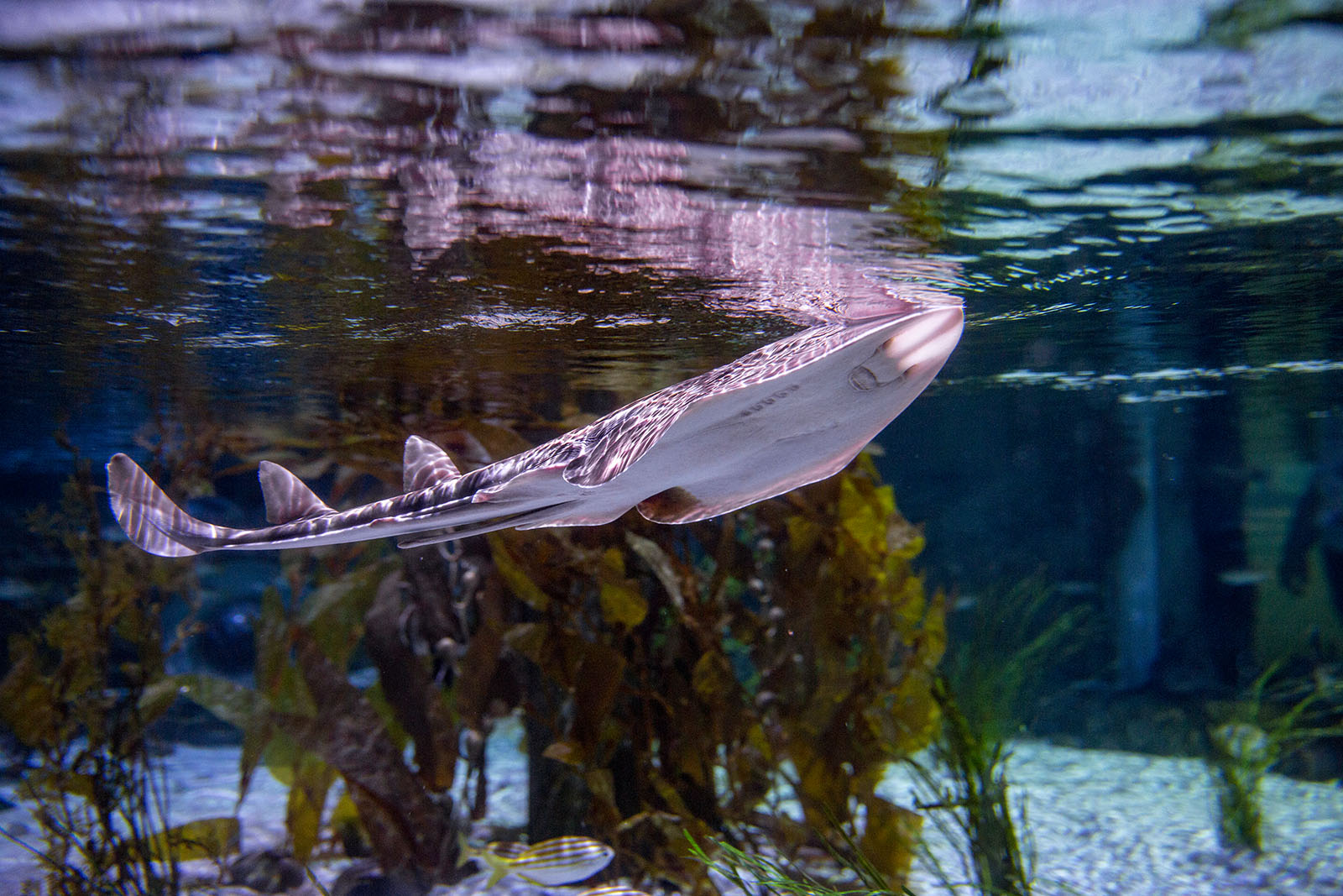 Banjo shark