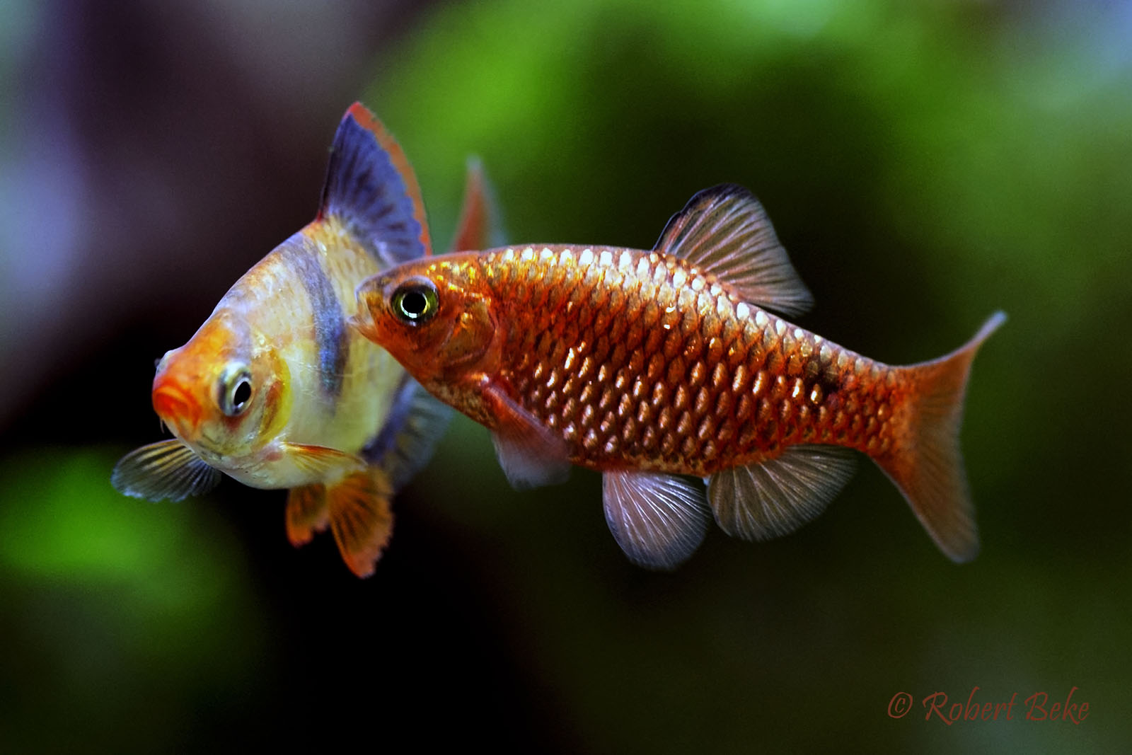 Барбус фото рыбки. Барбусы аквариумные рыбки. Барбус Огненный (Puntius conchonius). Барбус суматранский вуалевый. Рыбка Барбус Огненный.