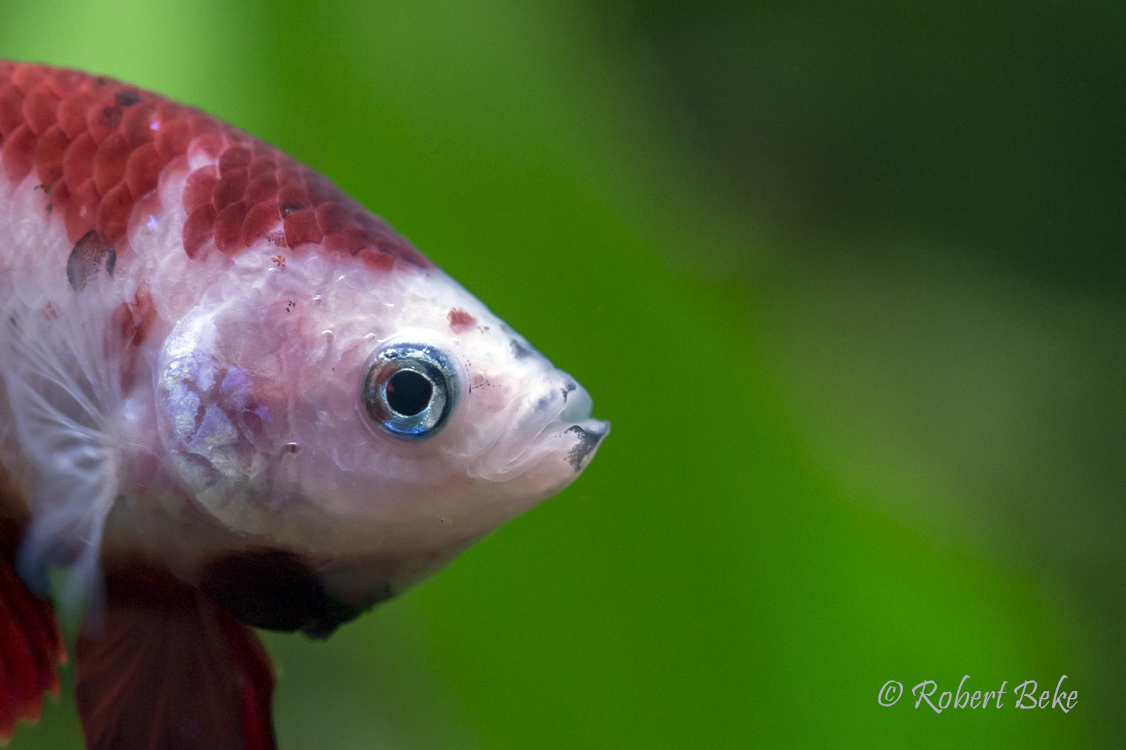 Betta splendens