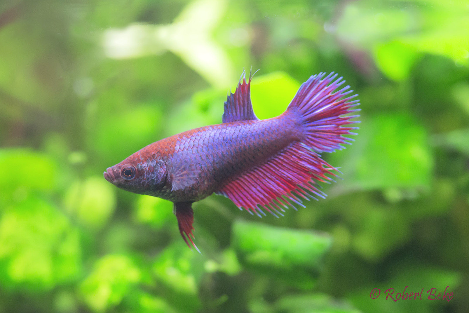 Betta splendens