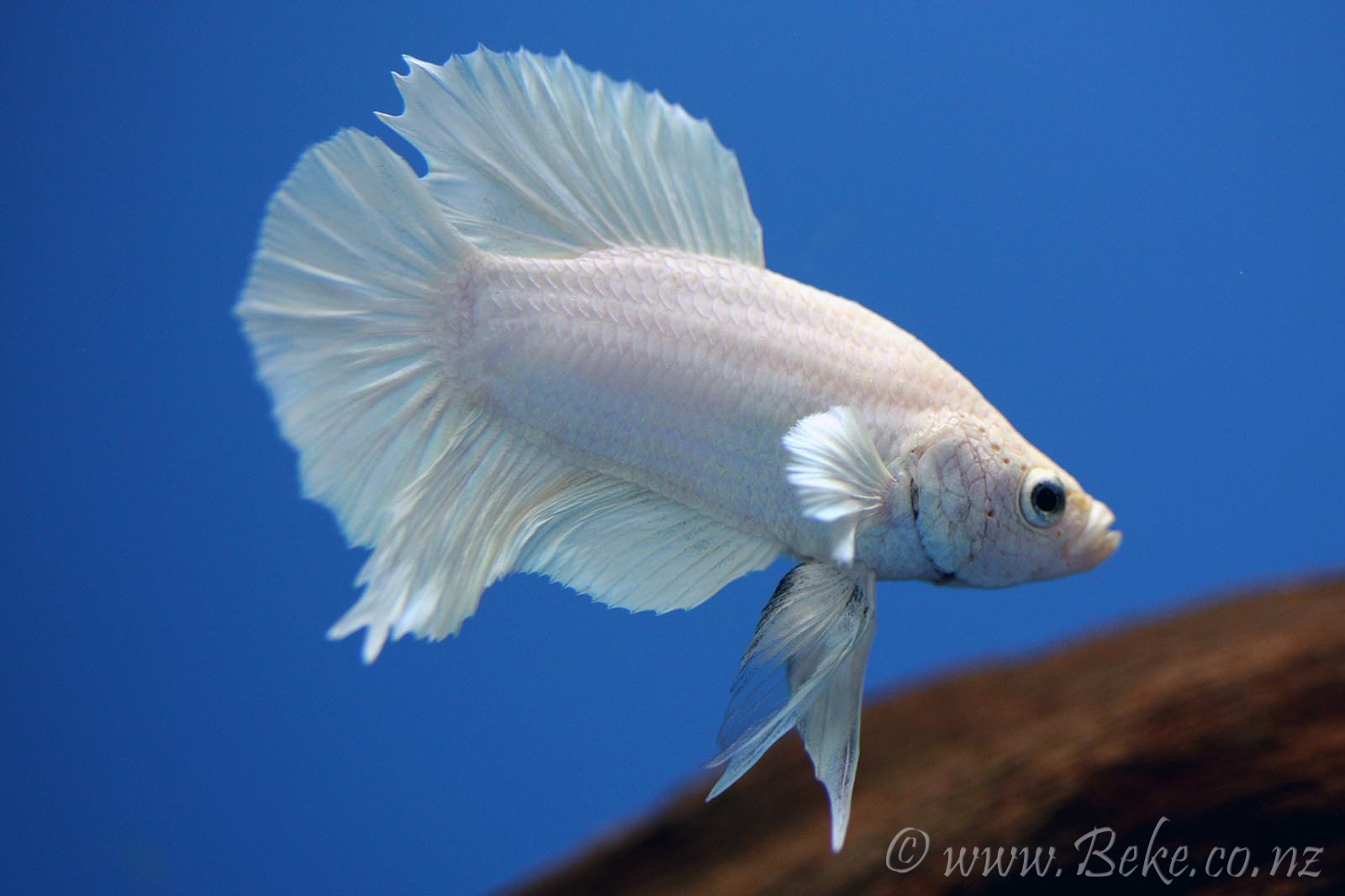 Betta splendens