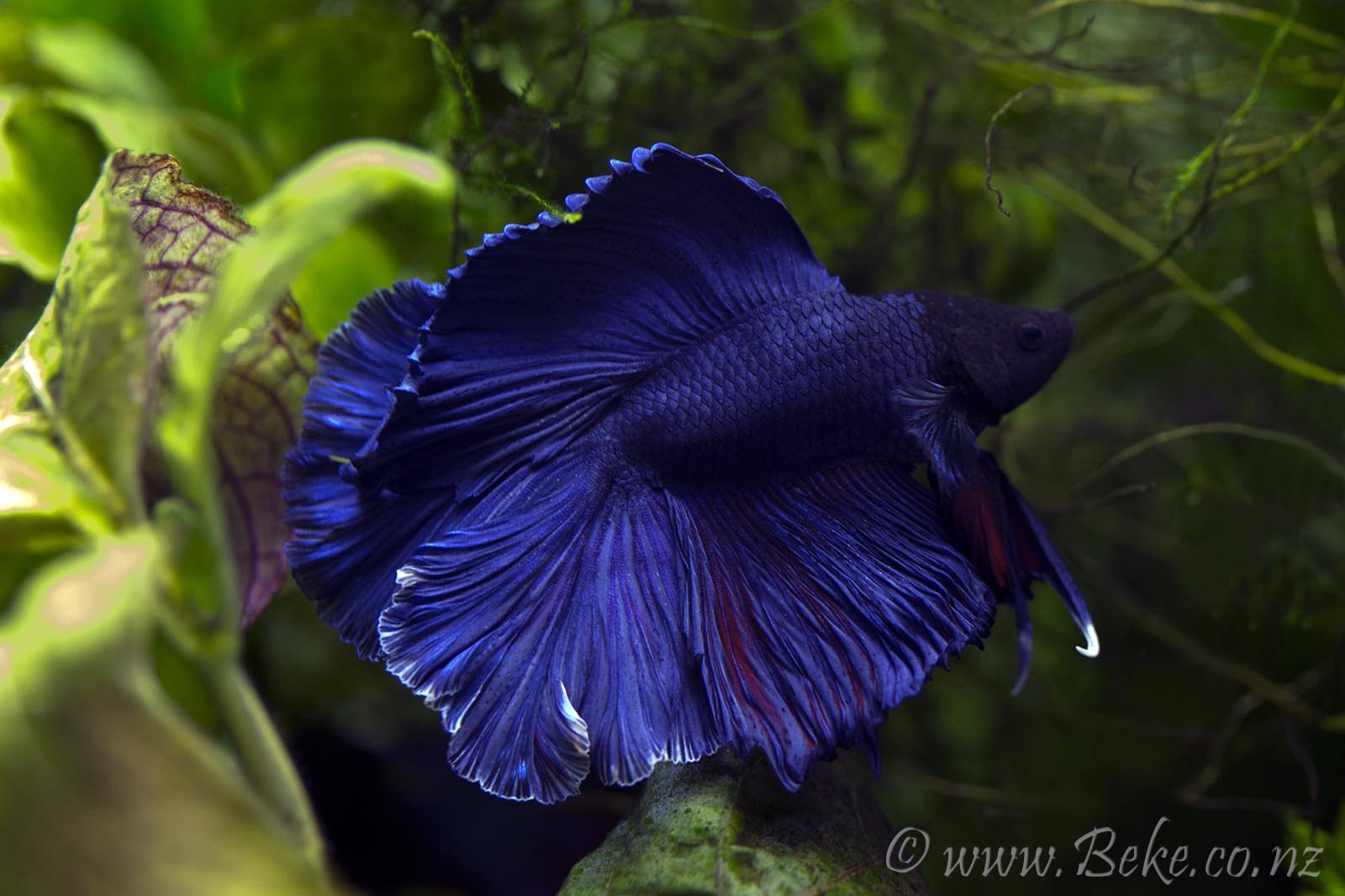 Betta splendens