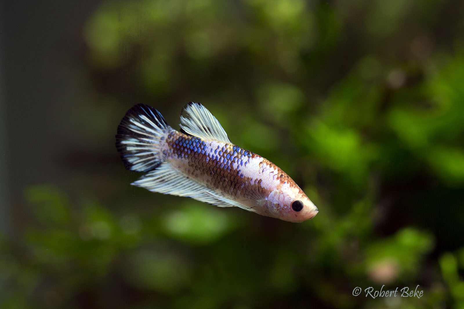 Betta splendens