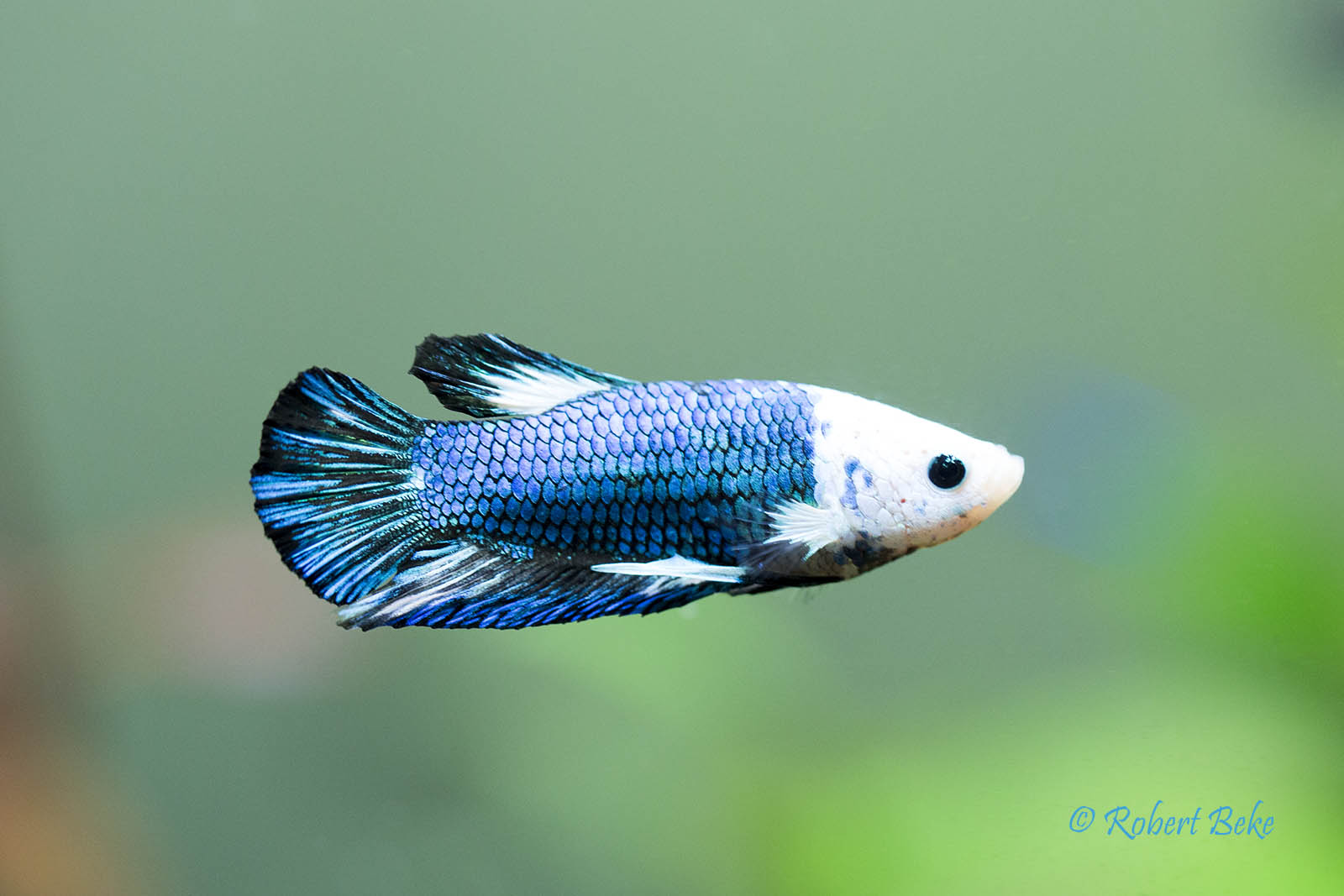 Betta splendens