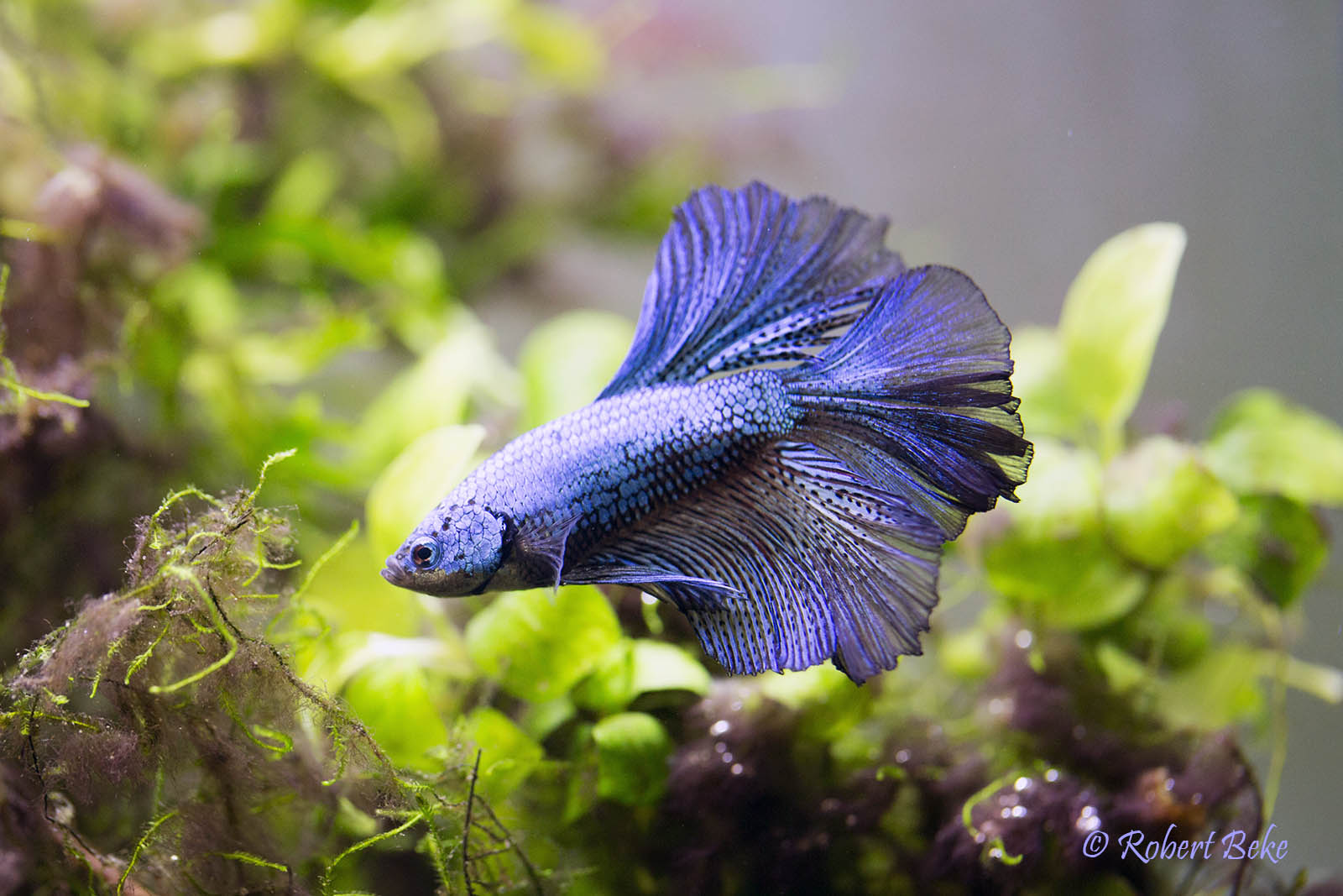 Betta splendens