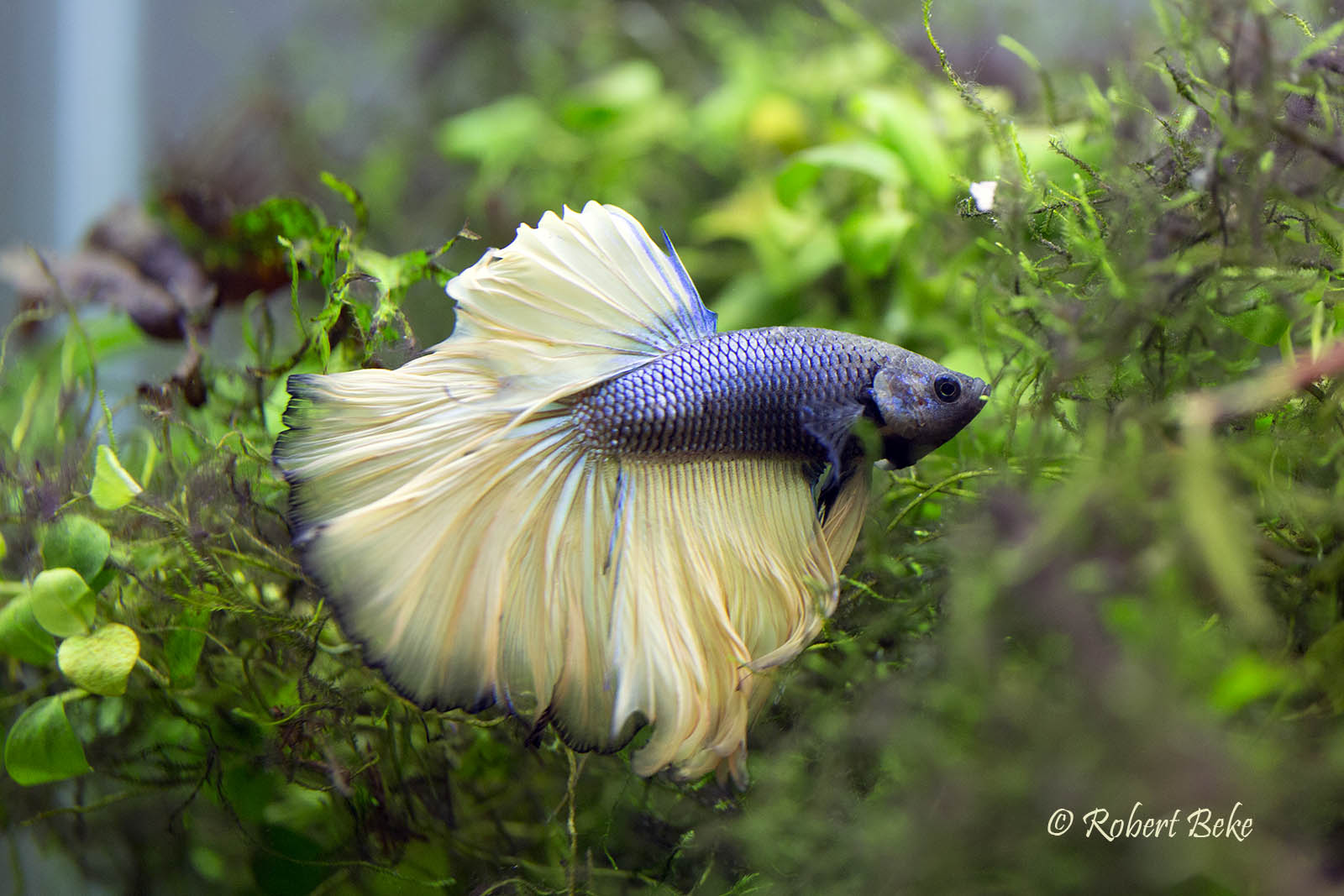 Betta splendens