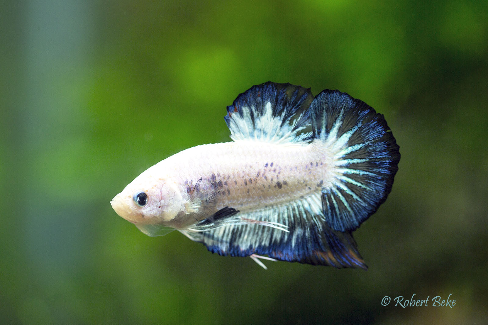 Betta splendens | Akvaristika i teraristika