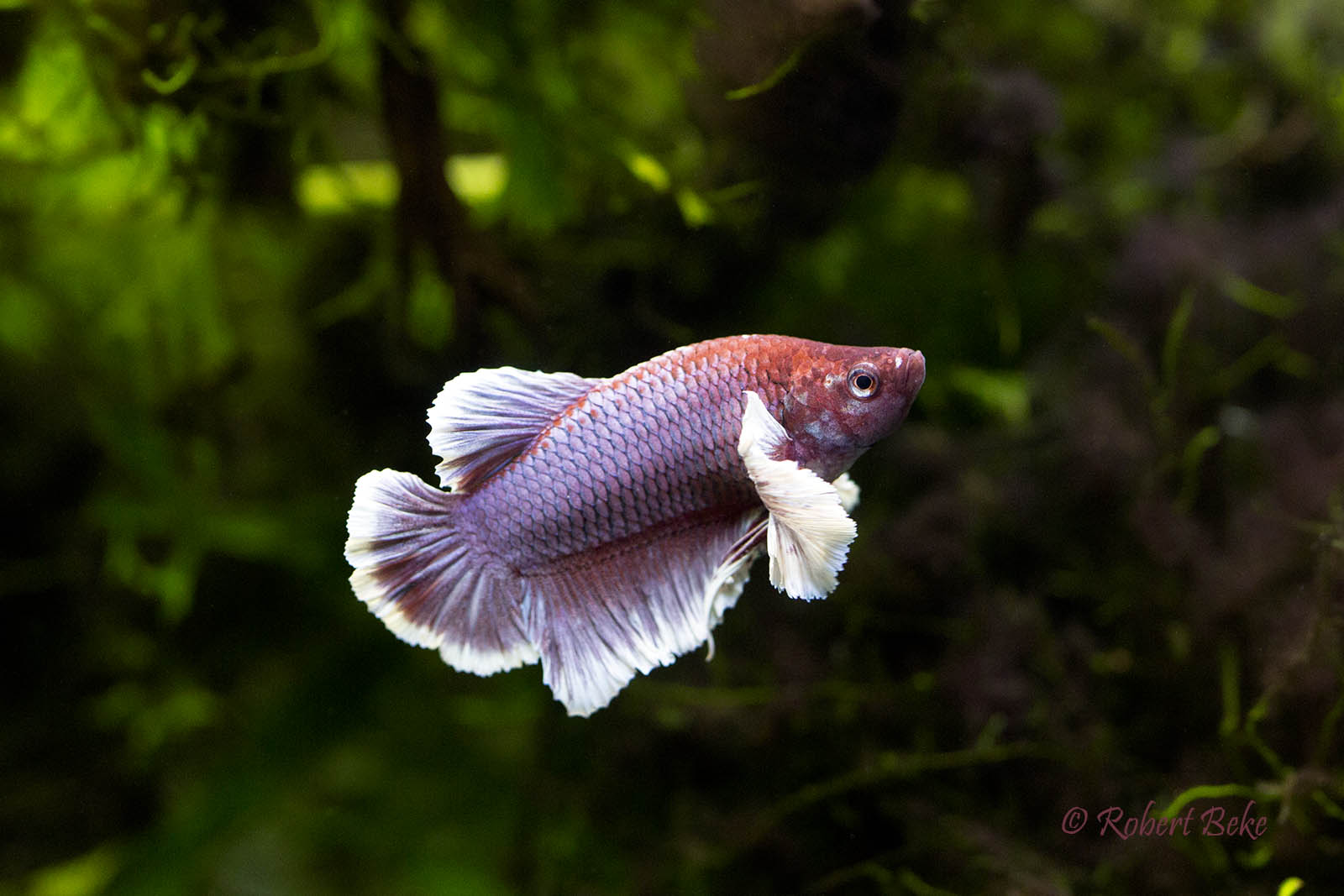 Betta splendens