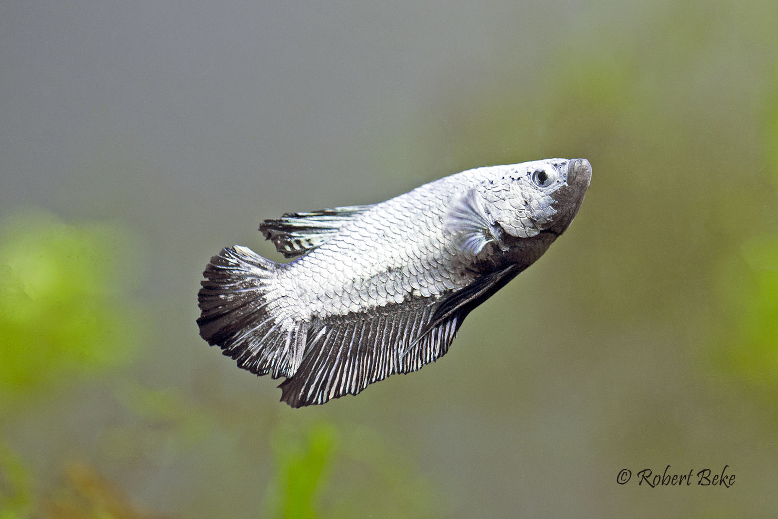 Betta splendens