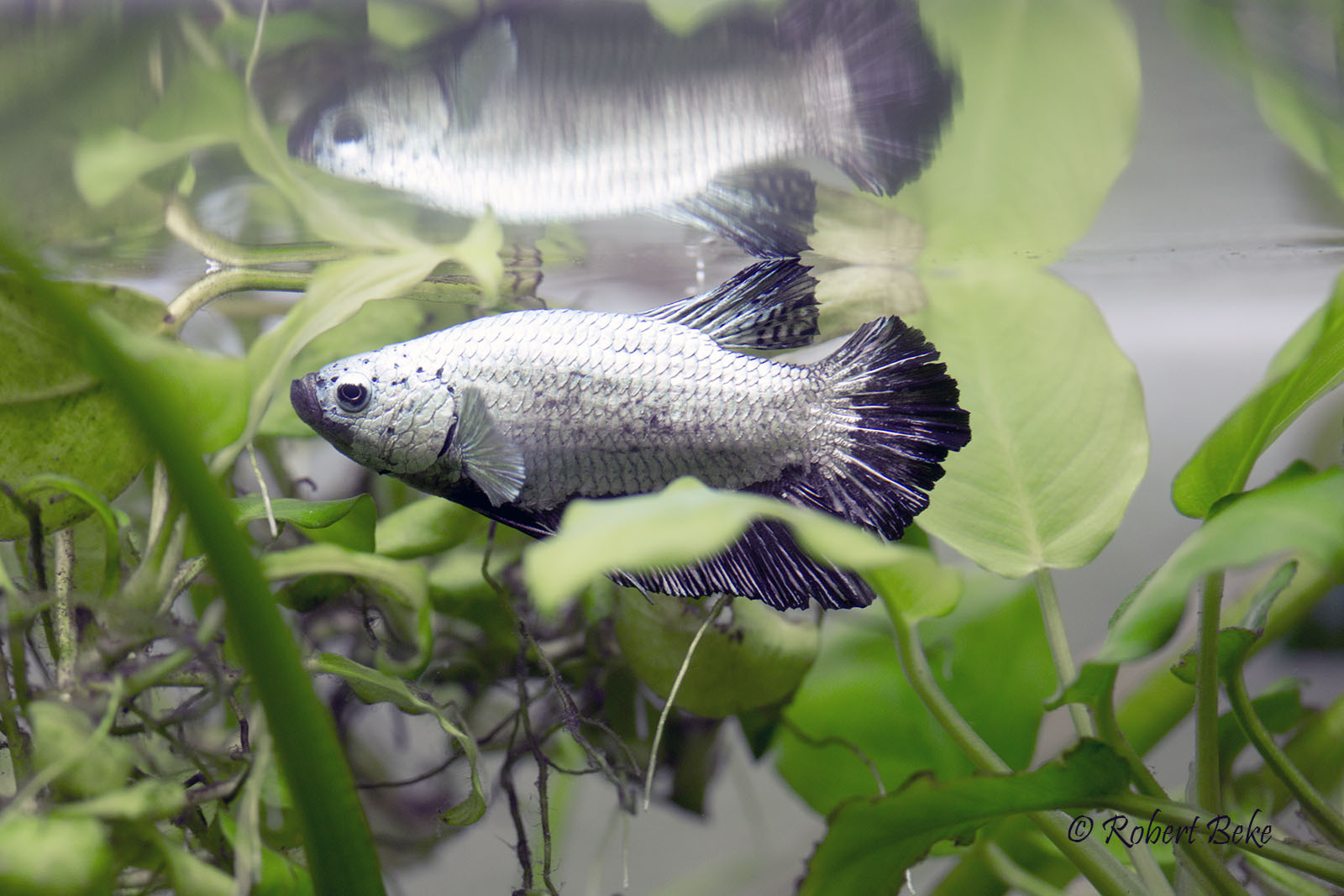 Betta splendens