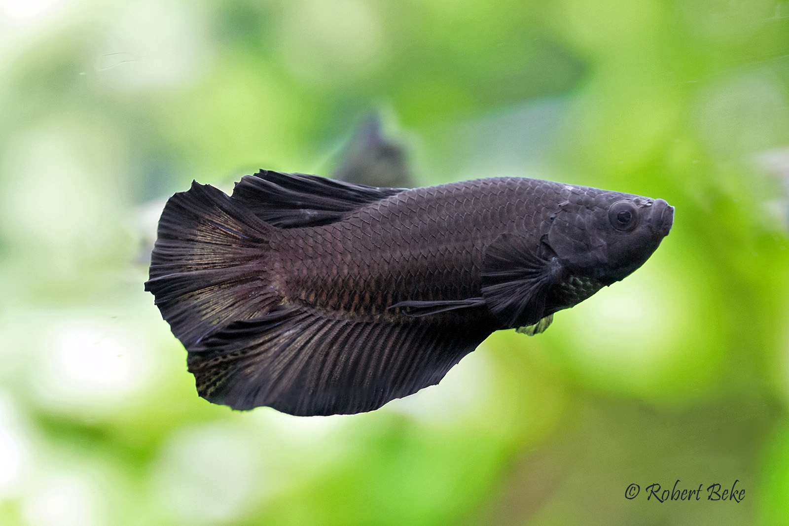 Black HF Plakat Betta