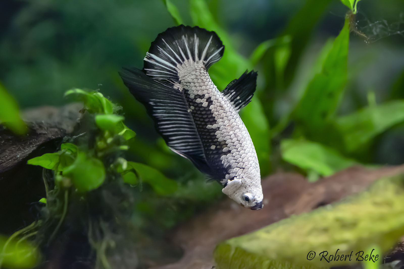 Black Samurai Plakat Betta - Betta splendens