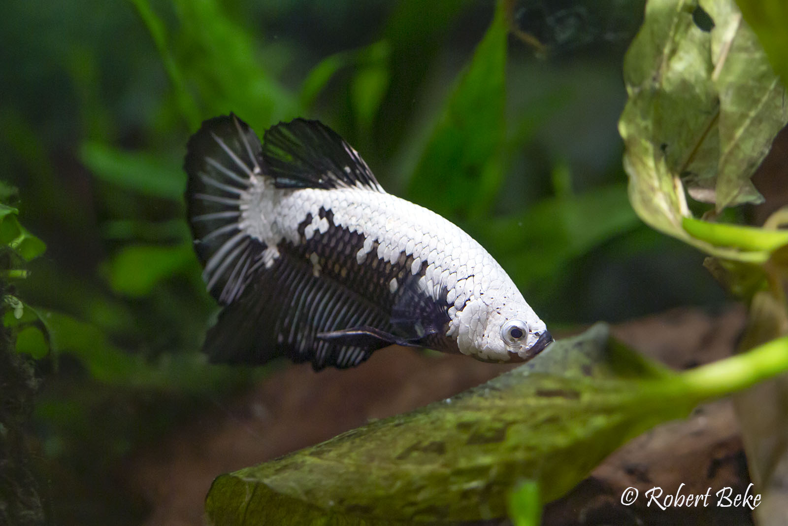 Black Samurai Plakat Betta - Betta splendens