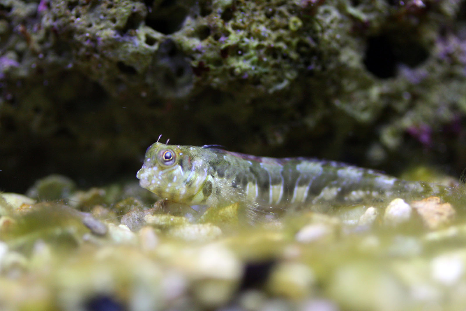 Blenny