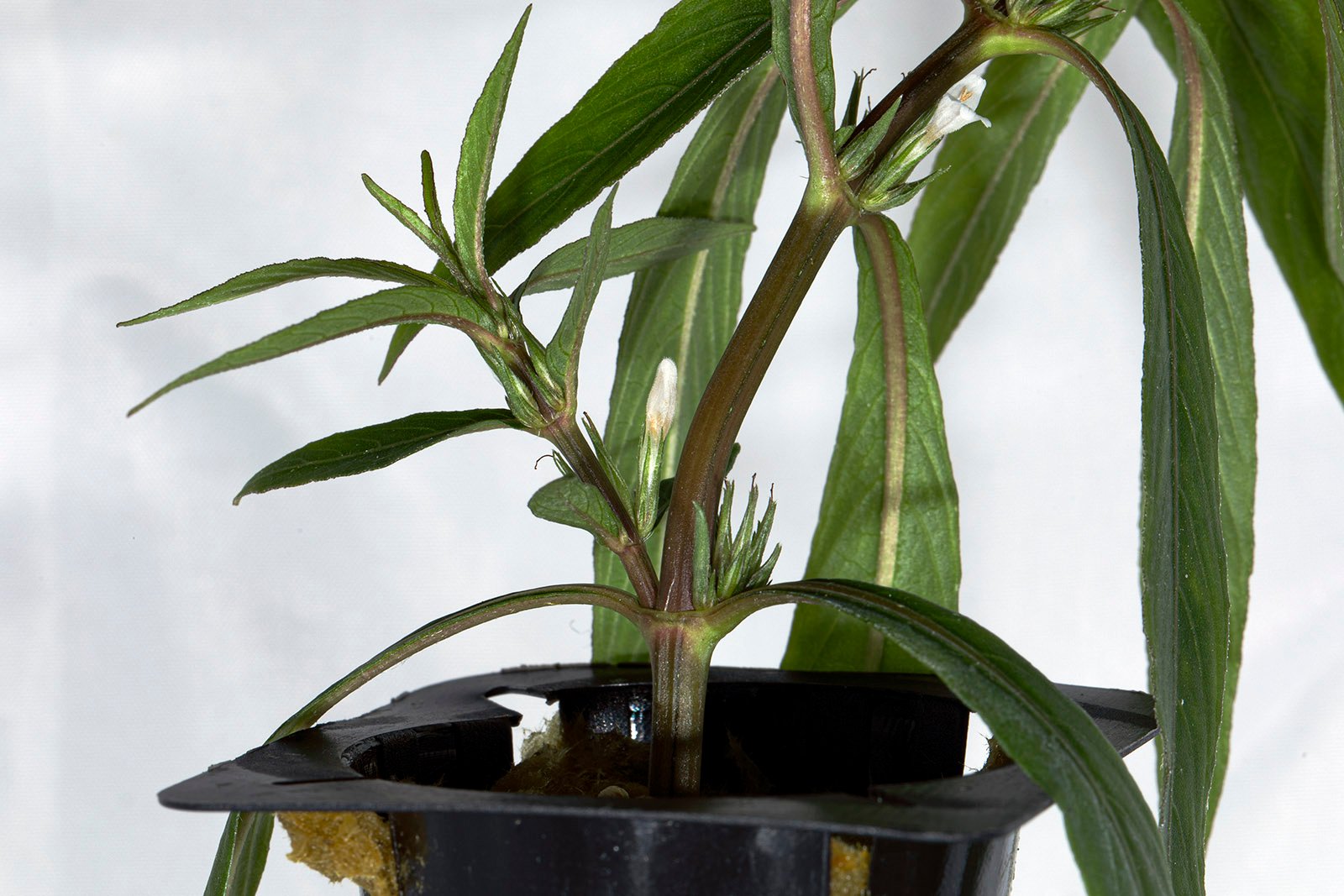 Blue Hygrophila - Hygrophila angustifolia