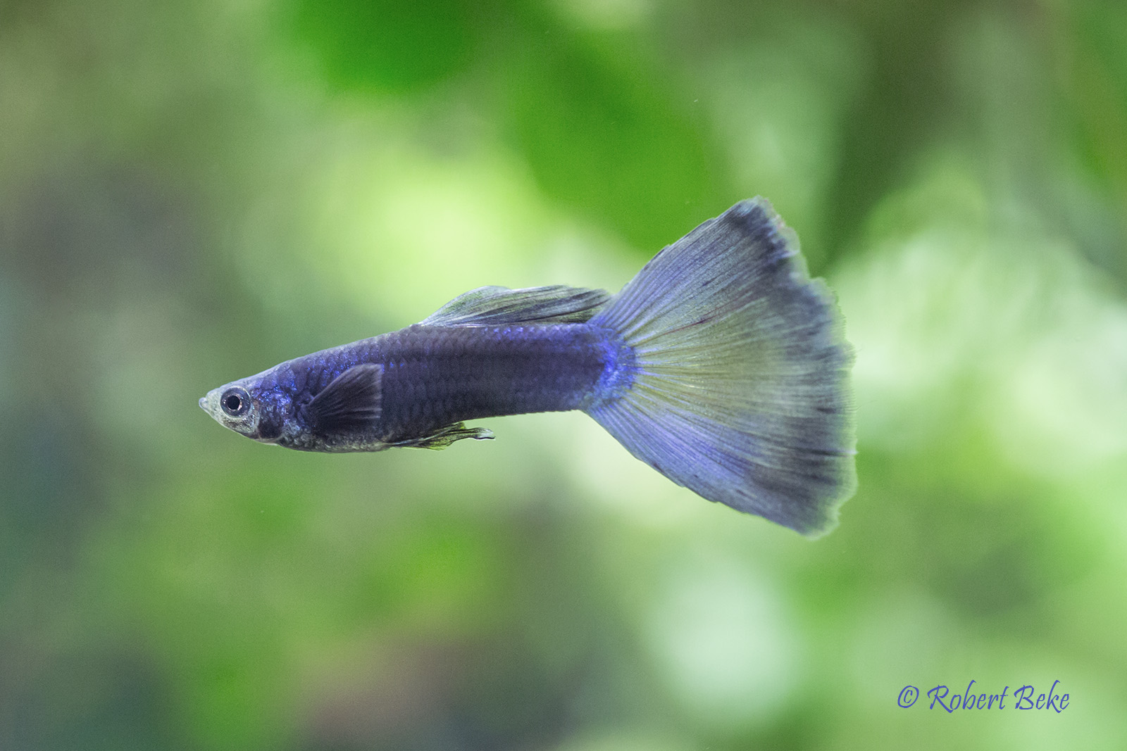 Blue Moscow guppy