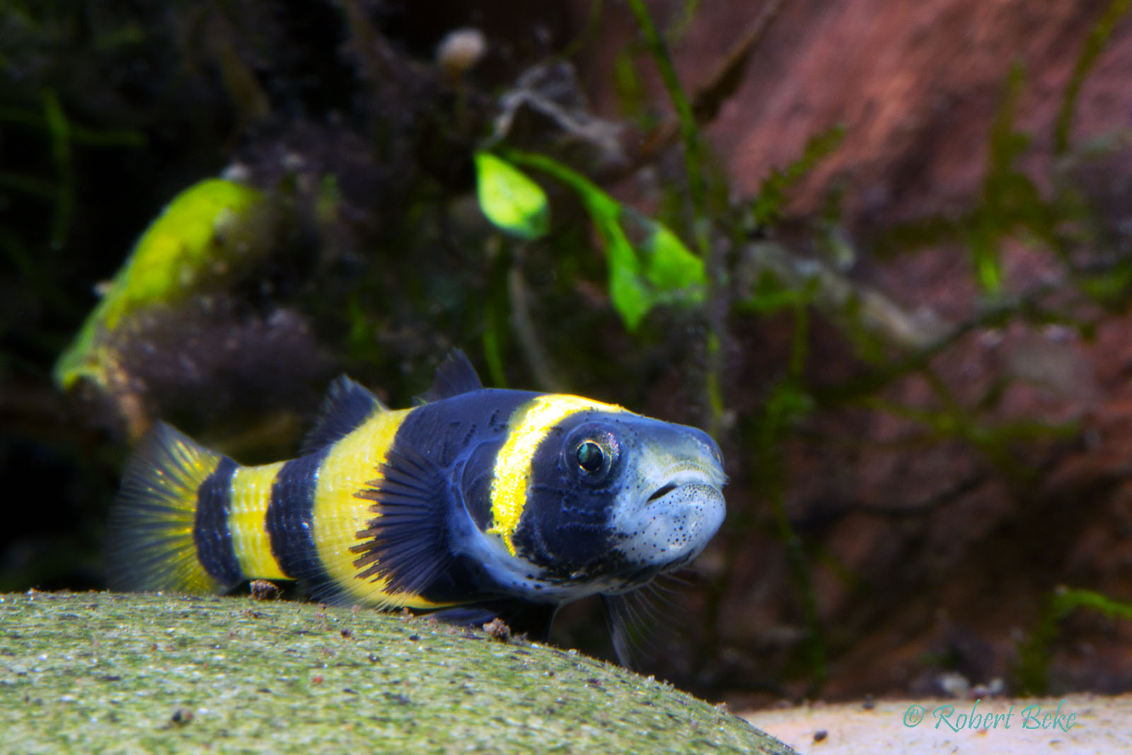 Brachygobius doriae