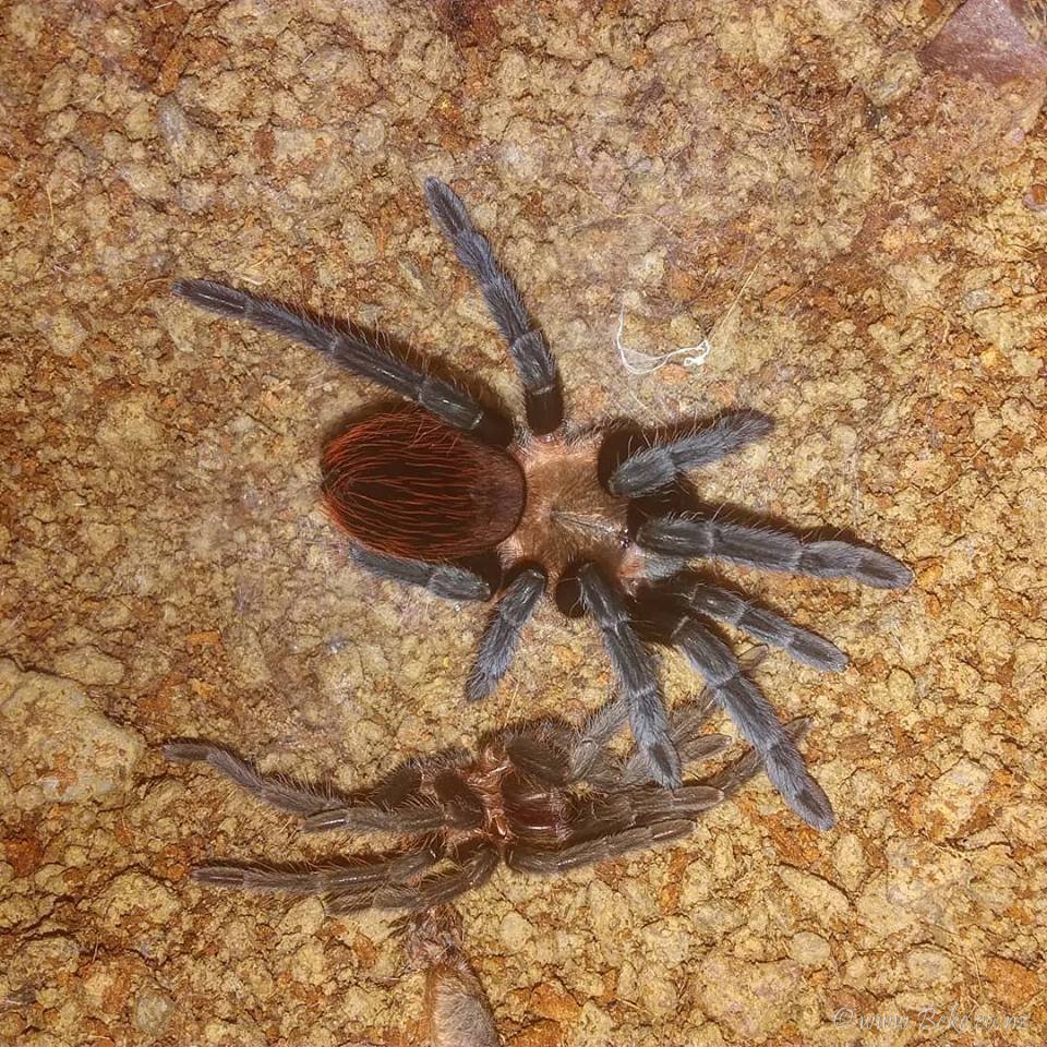 Brachypelma kahlenbergi