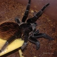 Brachypelma Vagans