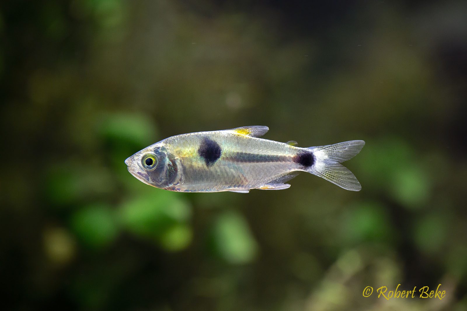 Bucktooth tetra - Exodon paradoxus