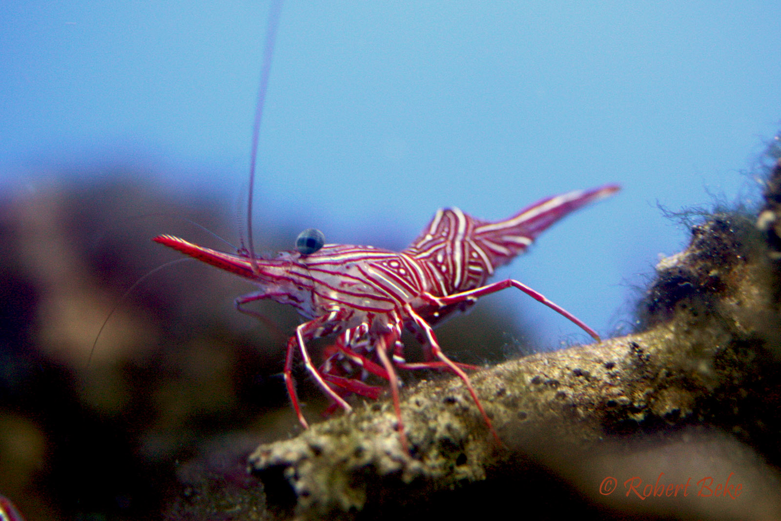 Camel Shrimp - Rhynchocinetes uritai