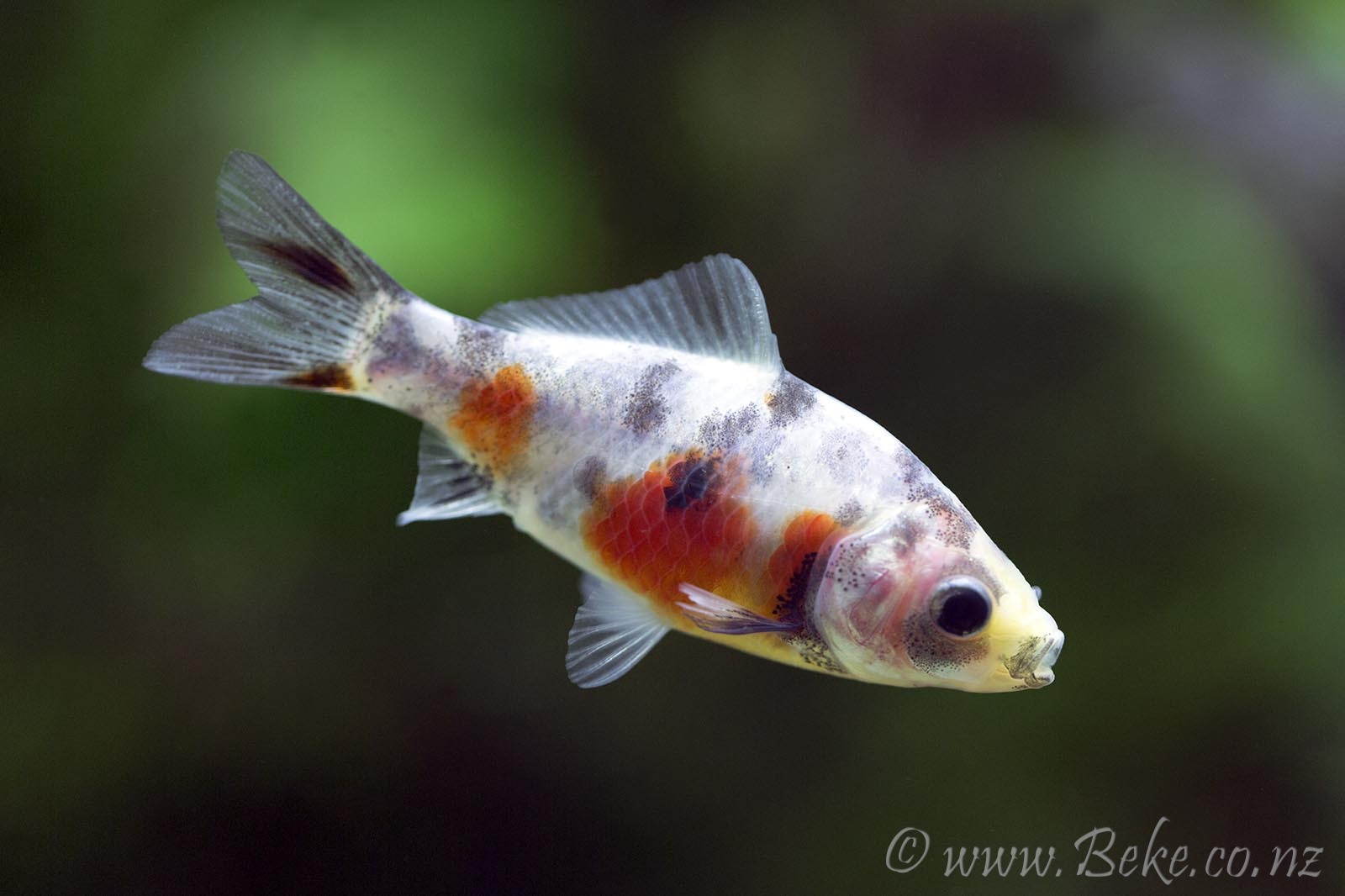 Carassius auratus