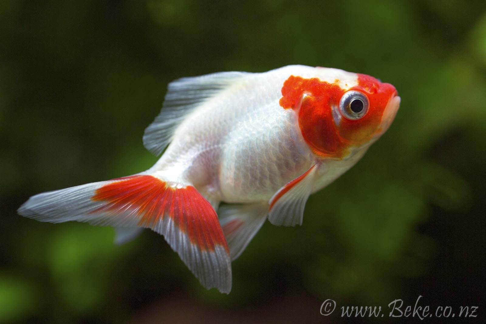 Carassius auratus