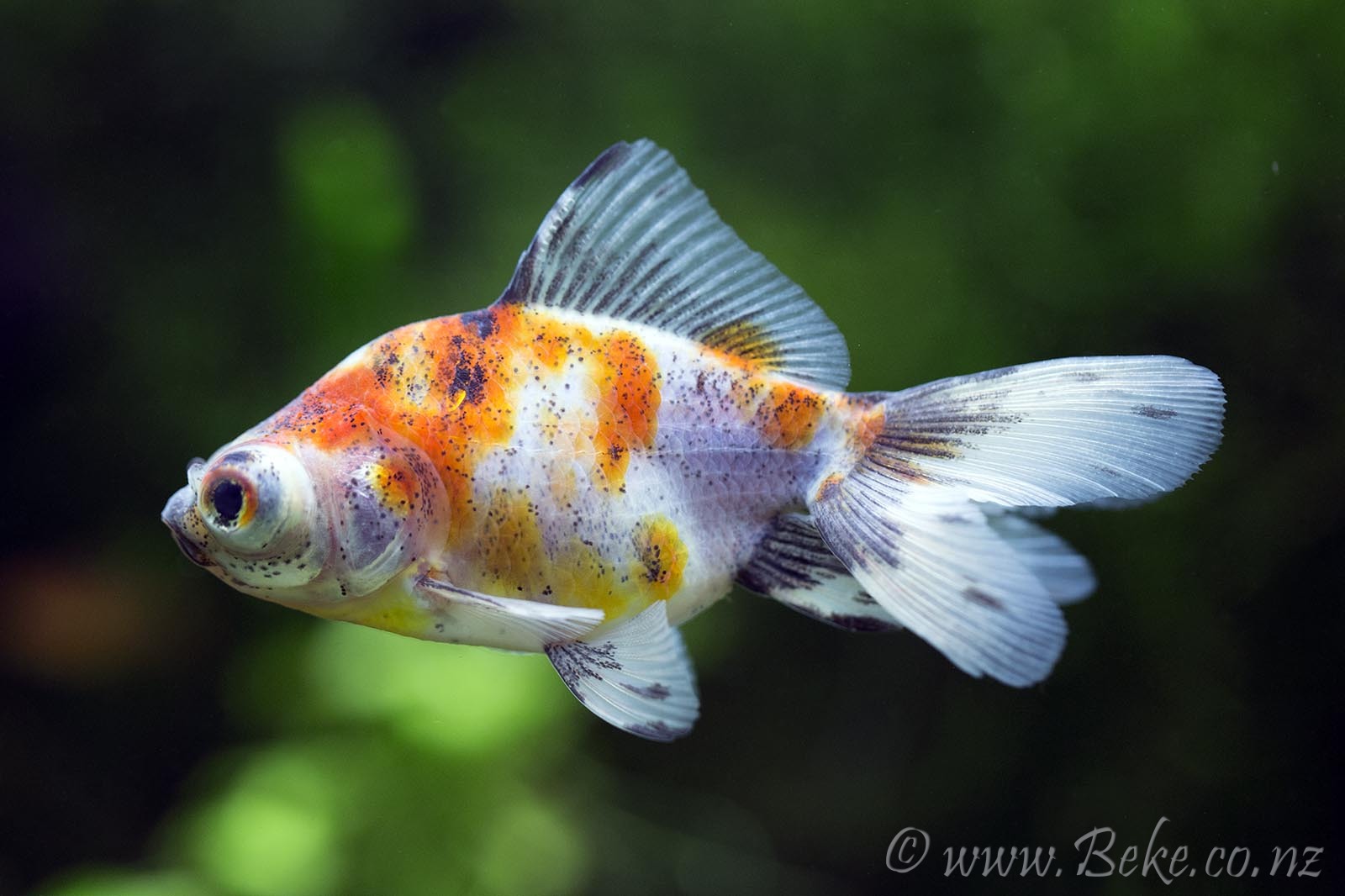 Carassius auratus