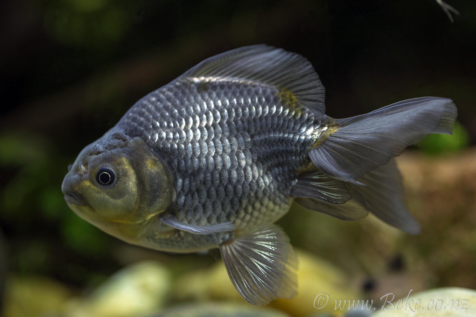 Carassius auratus