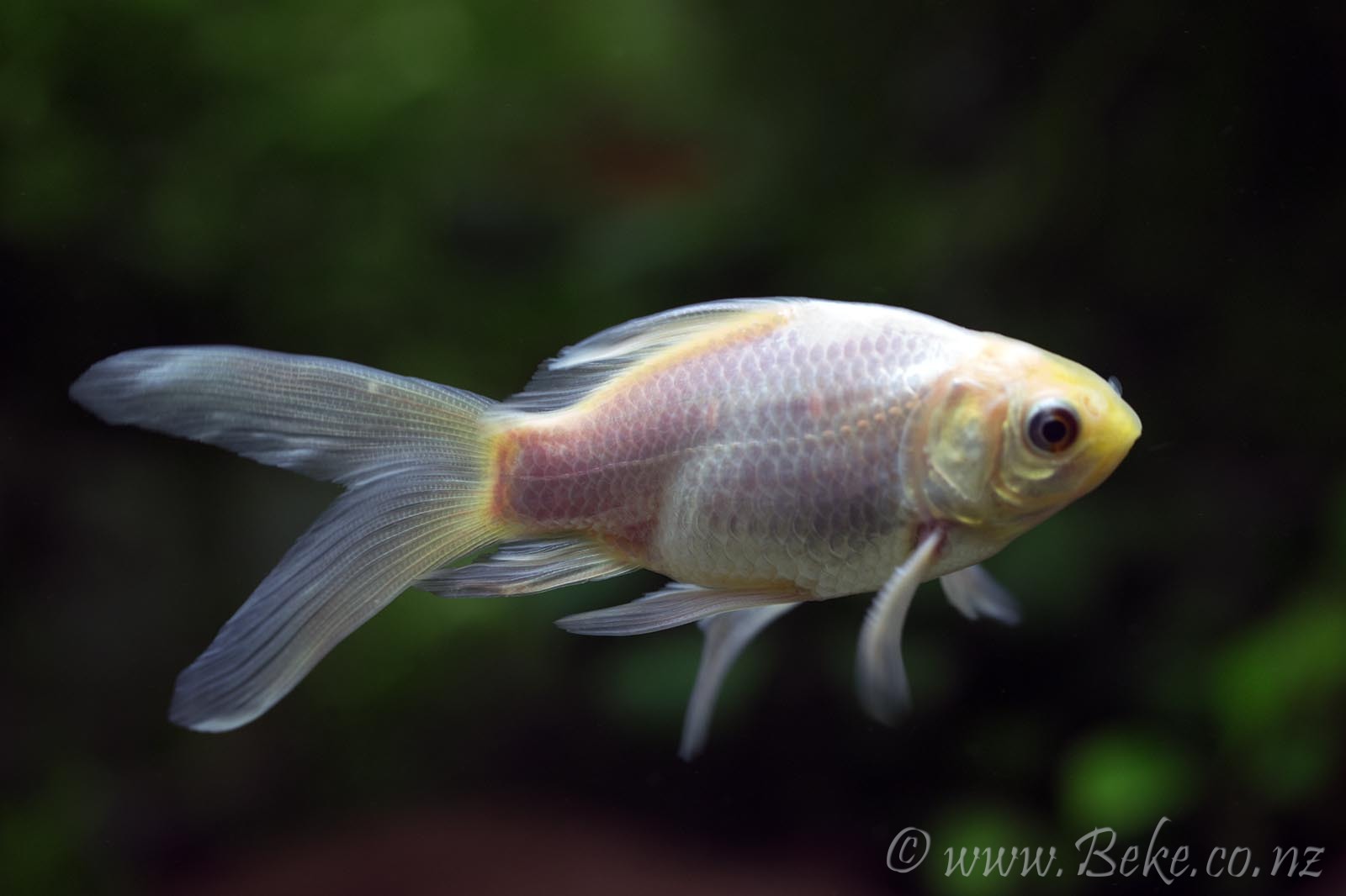 Carassius auratus