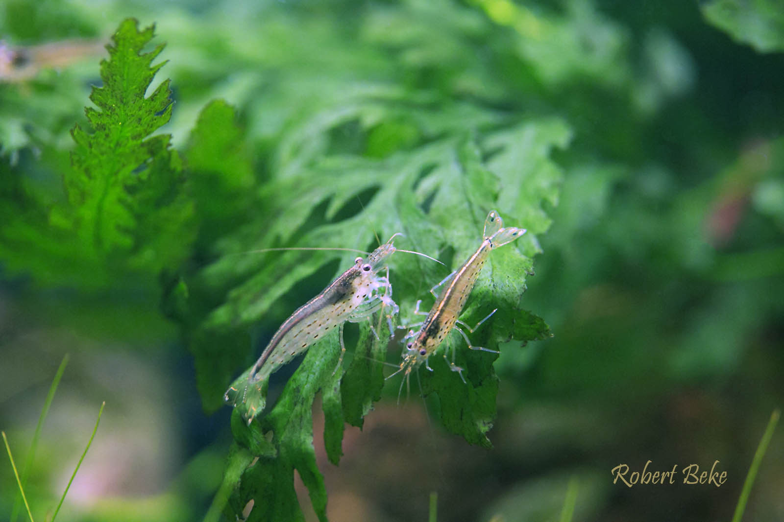 Caridina multidentata