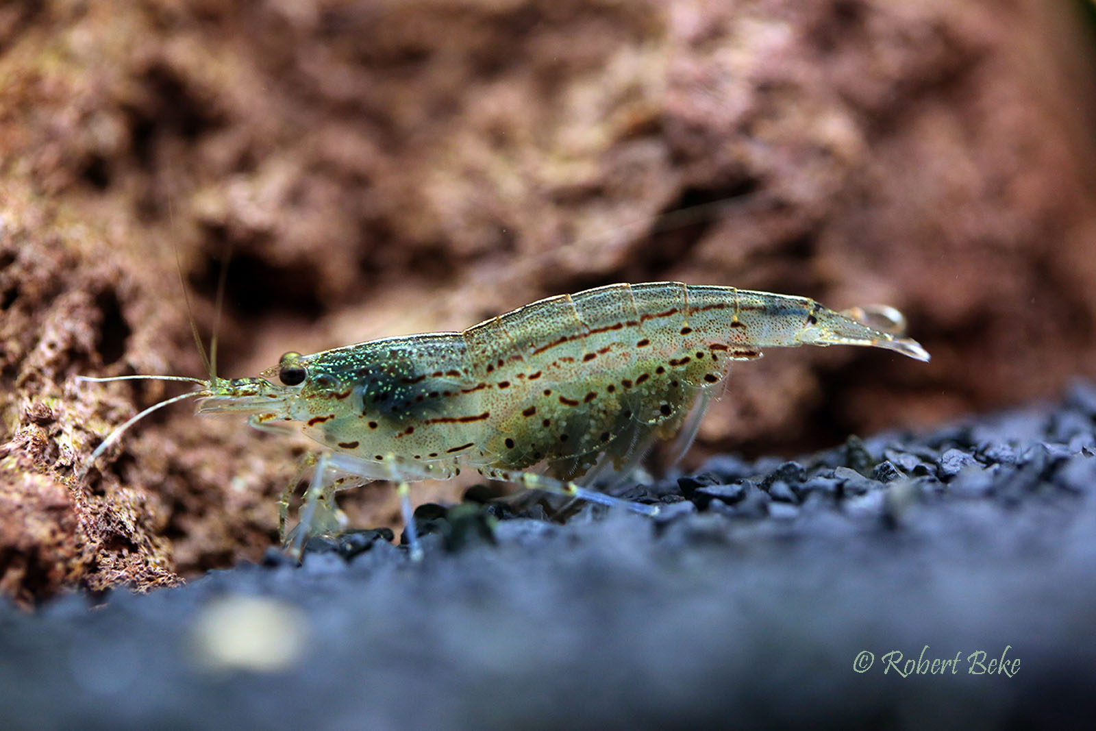 Caridina multidentata